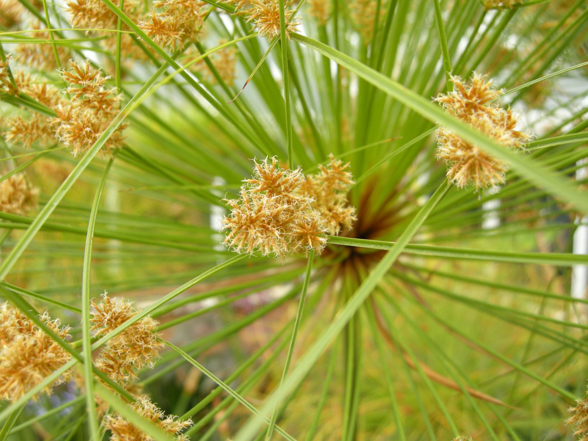 Image of Cyperus papyrus