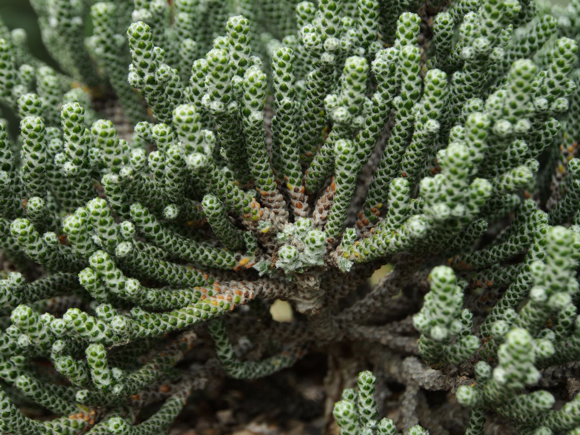 Image of Ozothamnus coralloides
