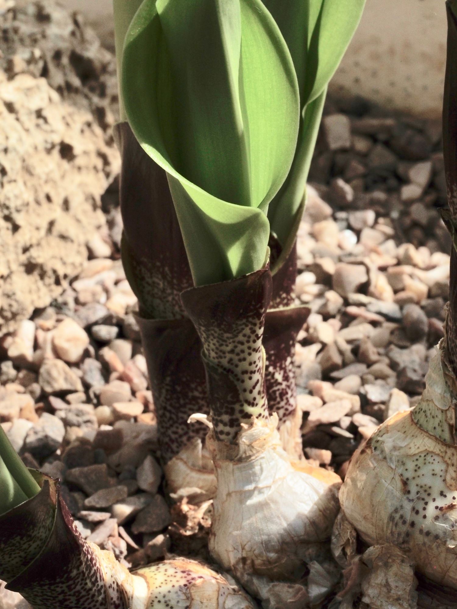Image of Scadoxus puniceus