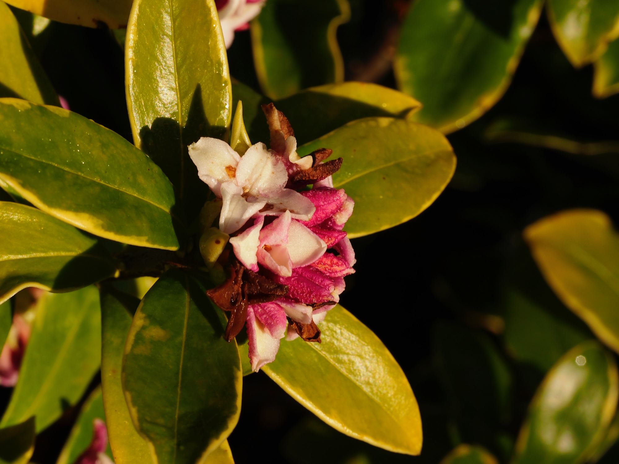 Image of Daphne odora 'Aureo-marginata'