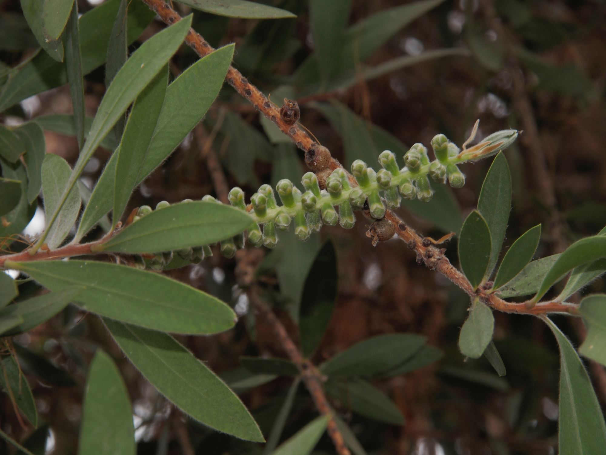 Image of Melaleuca citrina