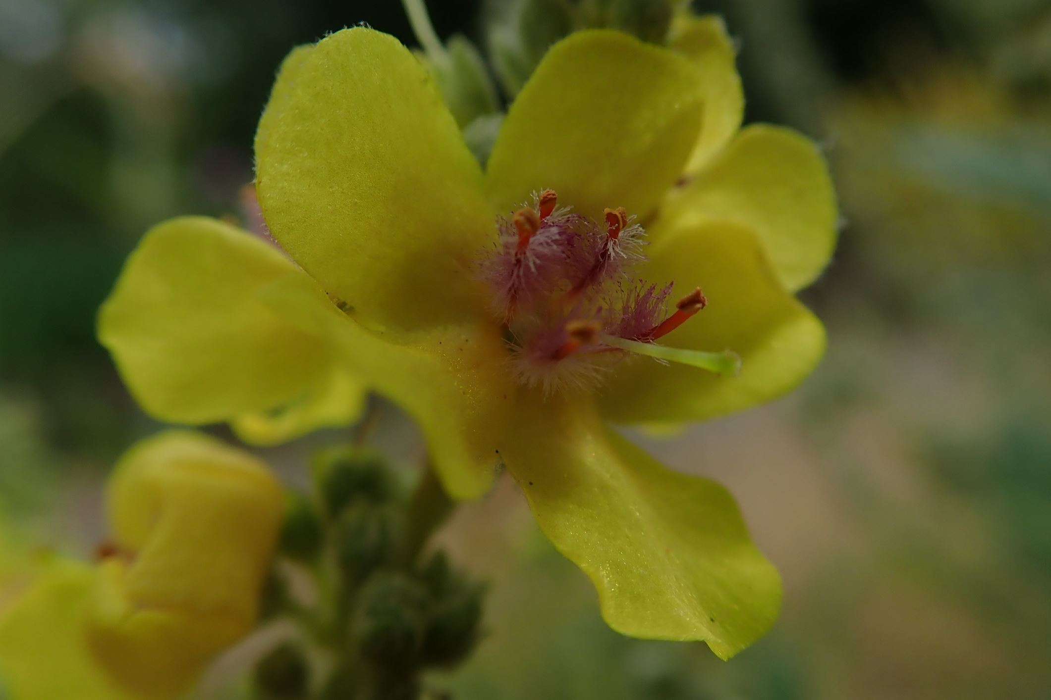 Image of Verbascum Ã— mixtum