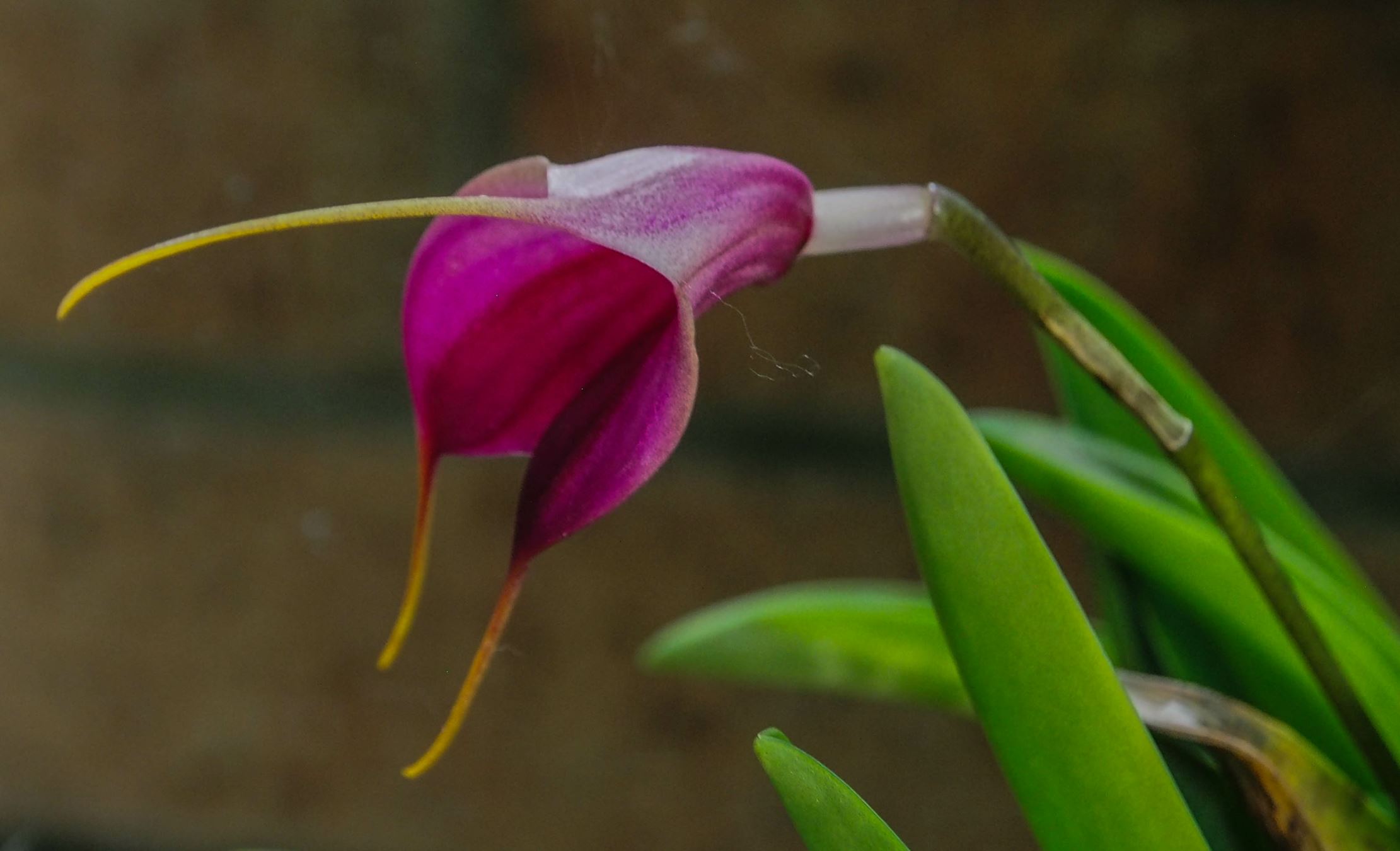Image of Masdevallia heathii Ã— M. discoidea