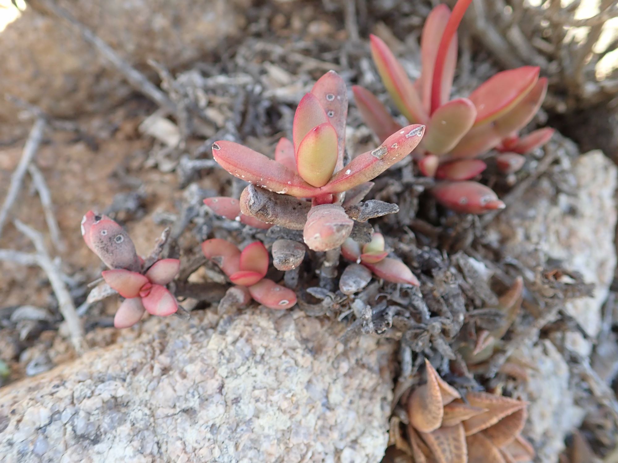 Image of Crassula subacaulis subsp. erosula