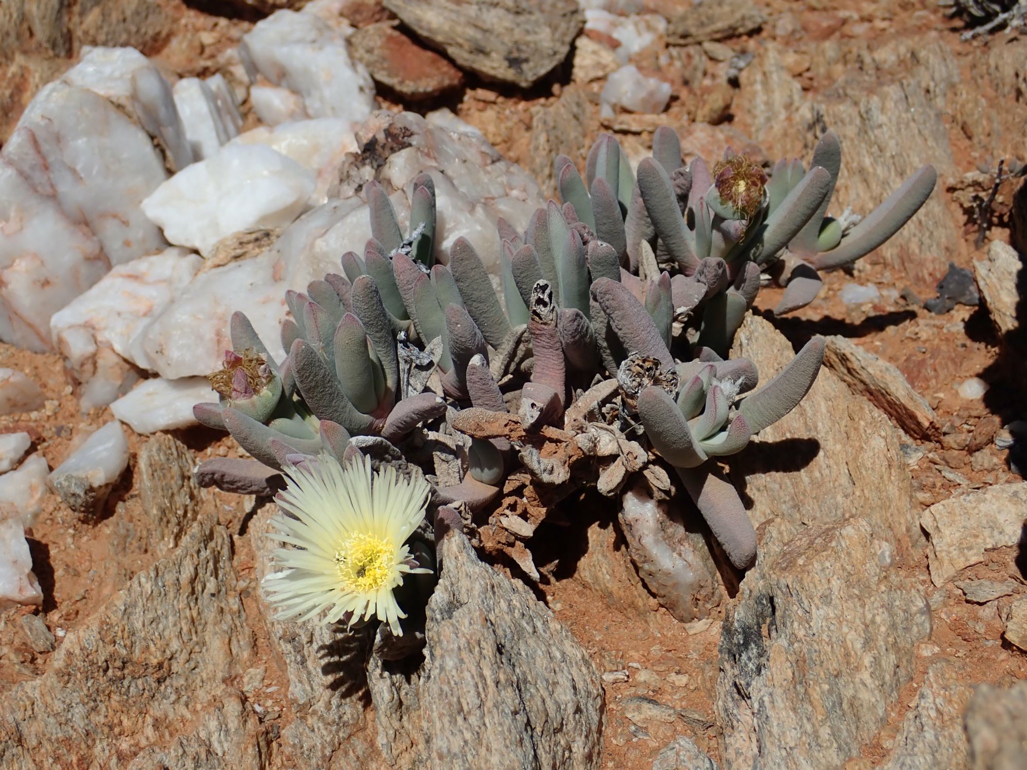 Image of Cheiridopsis pilosula