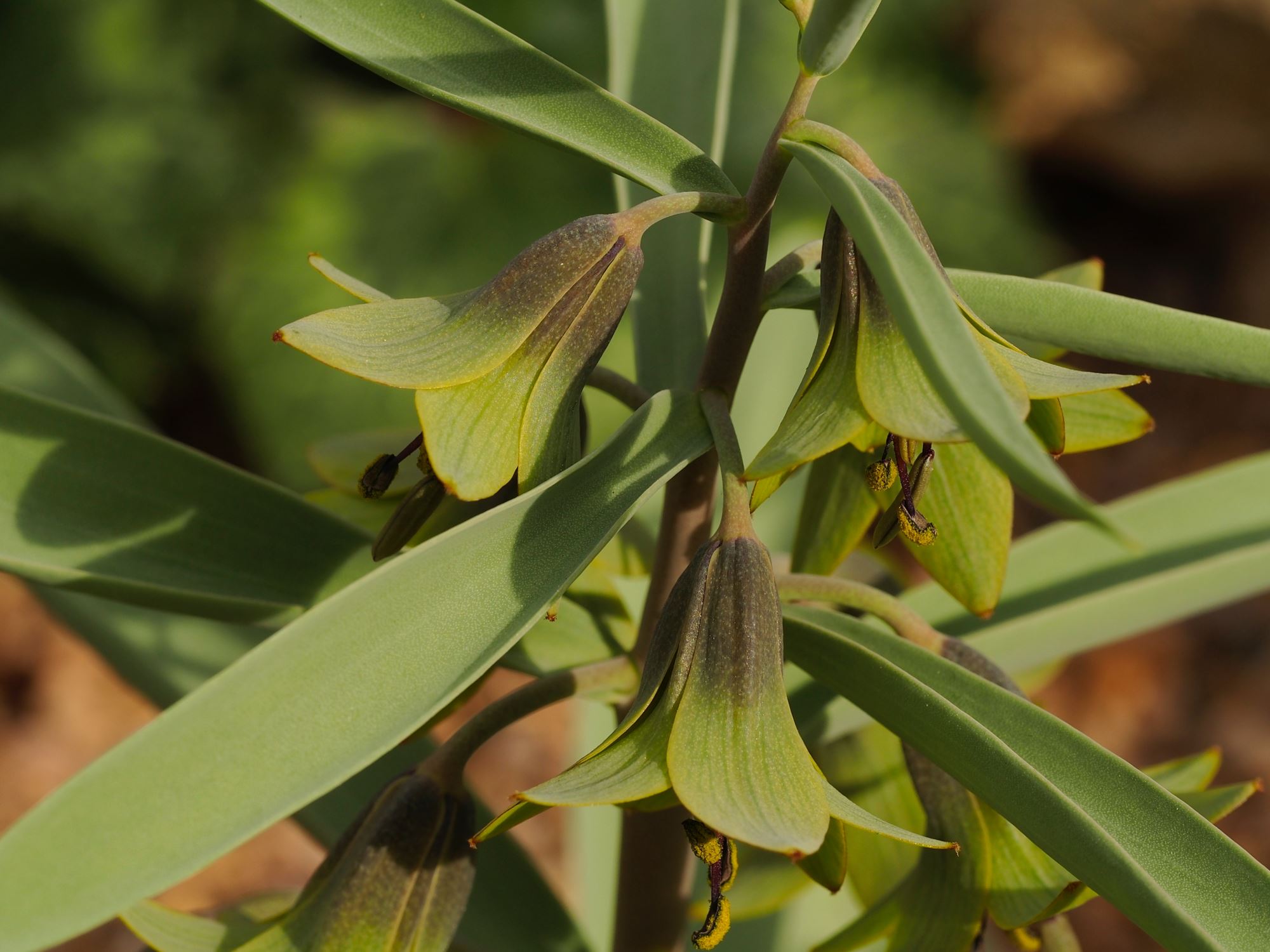 Image of Fritillaria sewerzowii