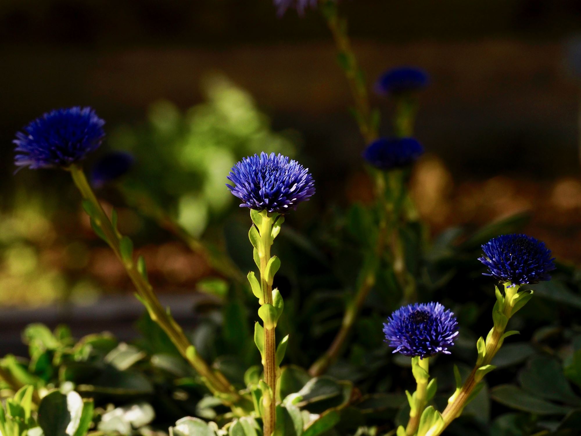 Image of Globularia trichosantha