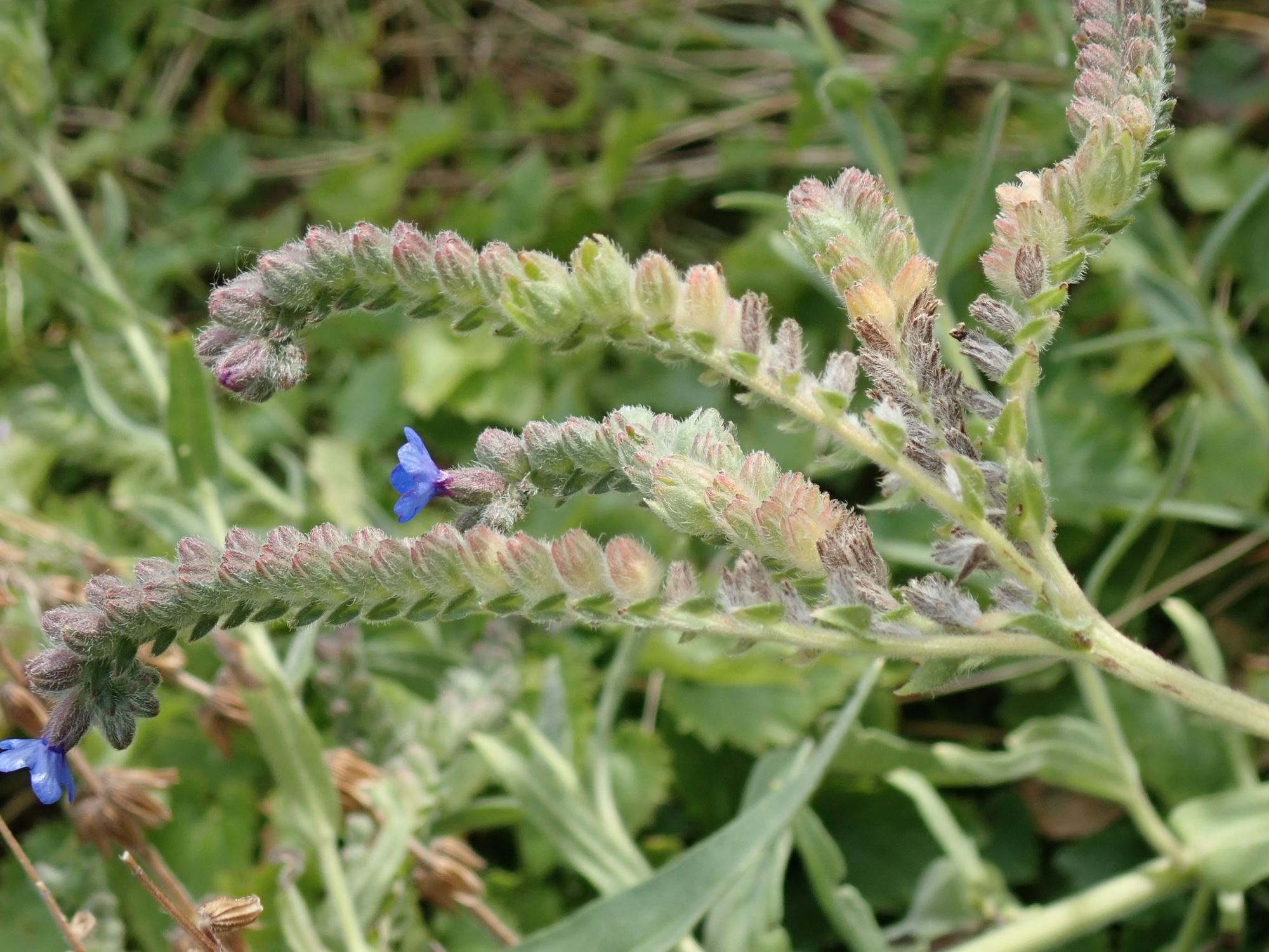 Image of Anchusa officinalis