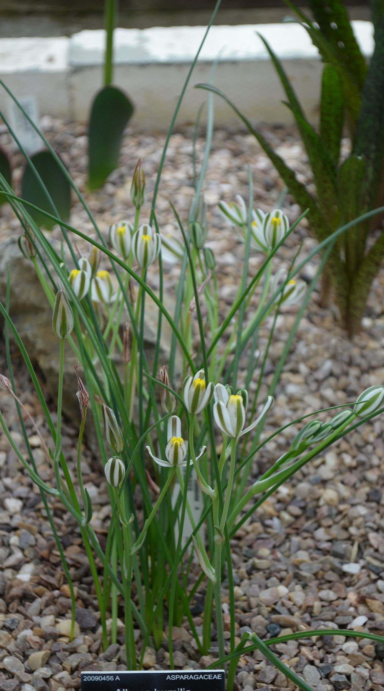 Image of Albuca humilis