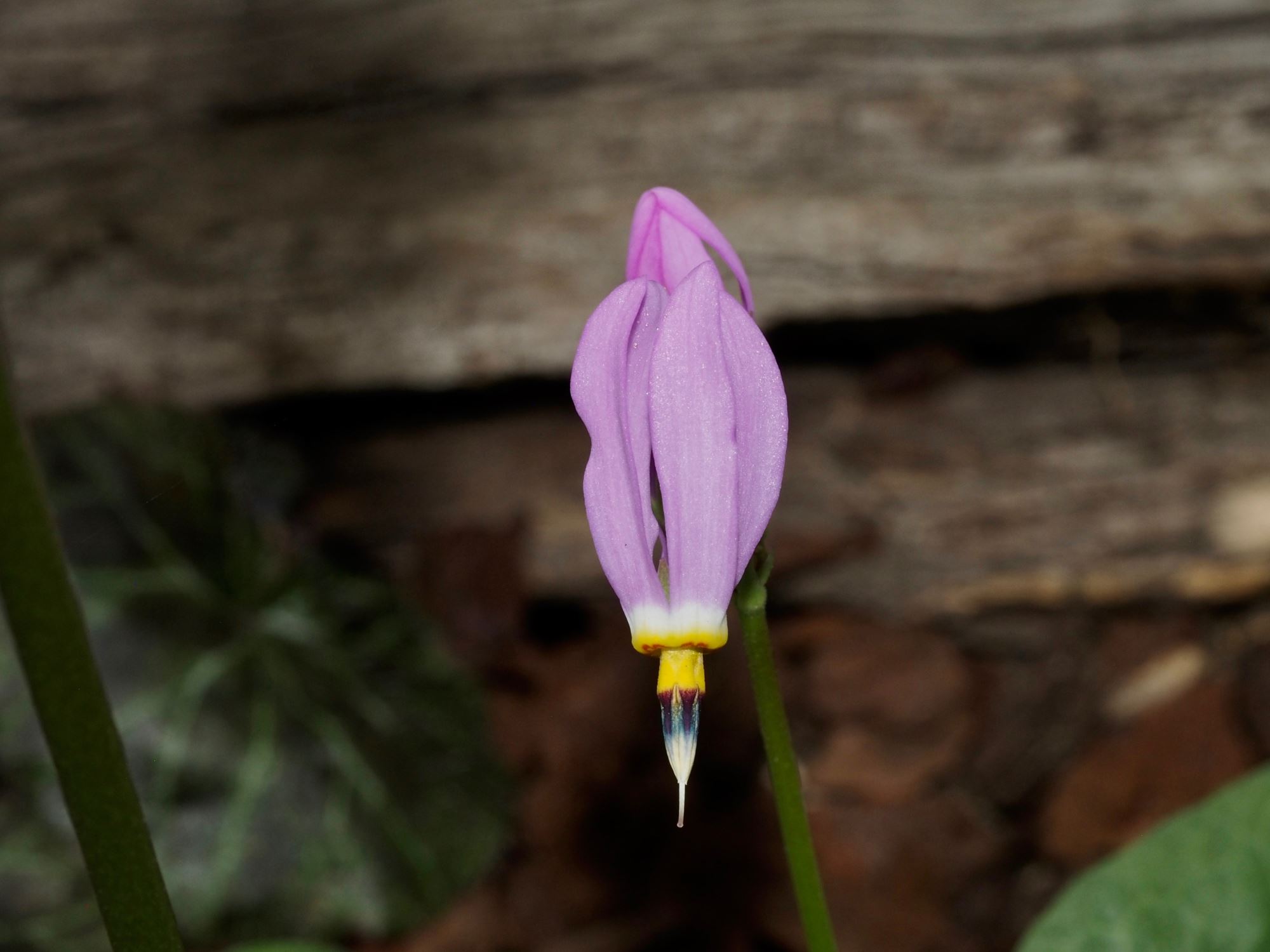 Image of Dodecatheon pulchellum subsp. pulchellum
