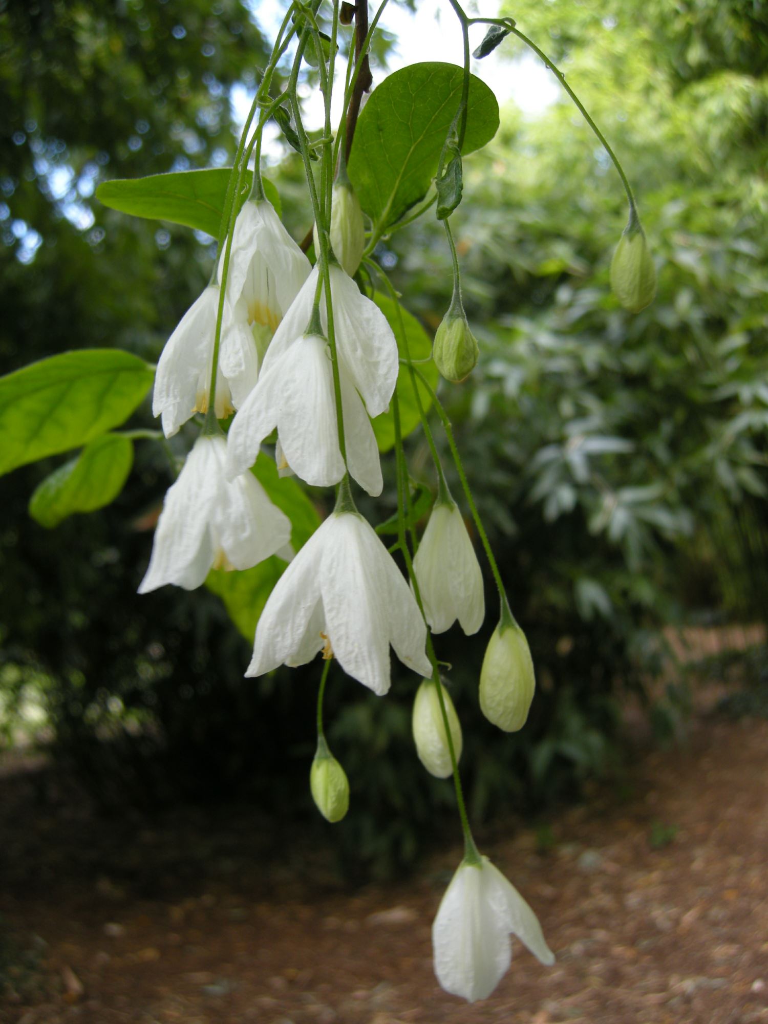 Image of Halesia diptera