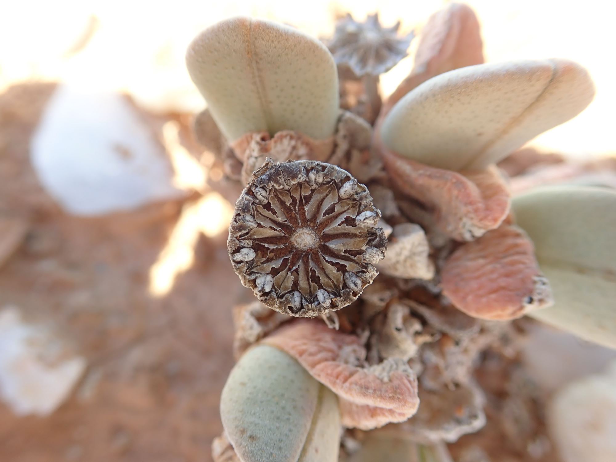 Image of Cheiridopsis herrei