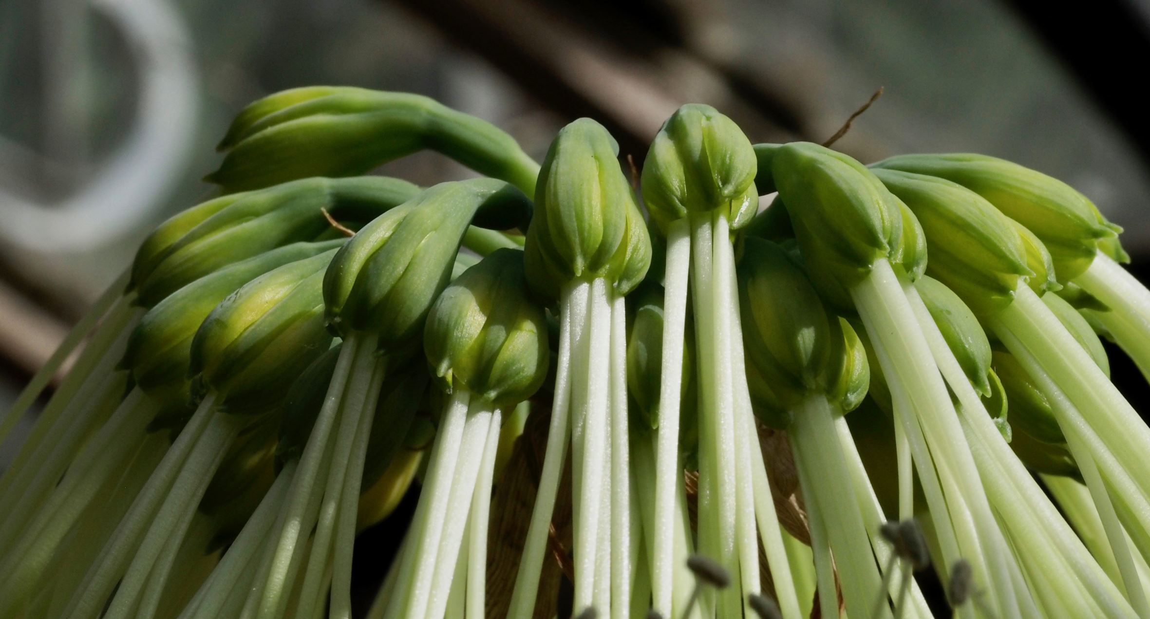 Image of Eucrosia mirabilis