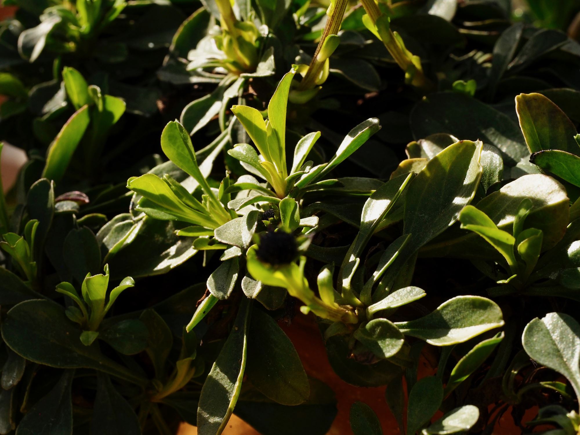 Image of Globularia trichosantha