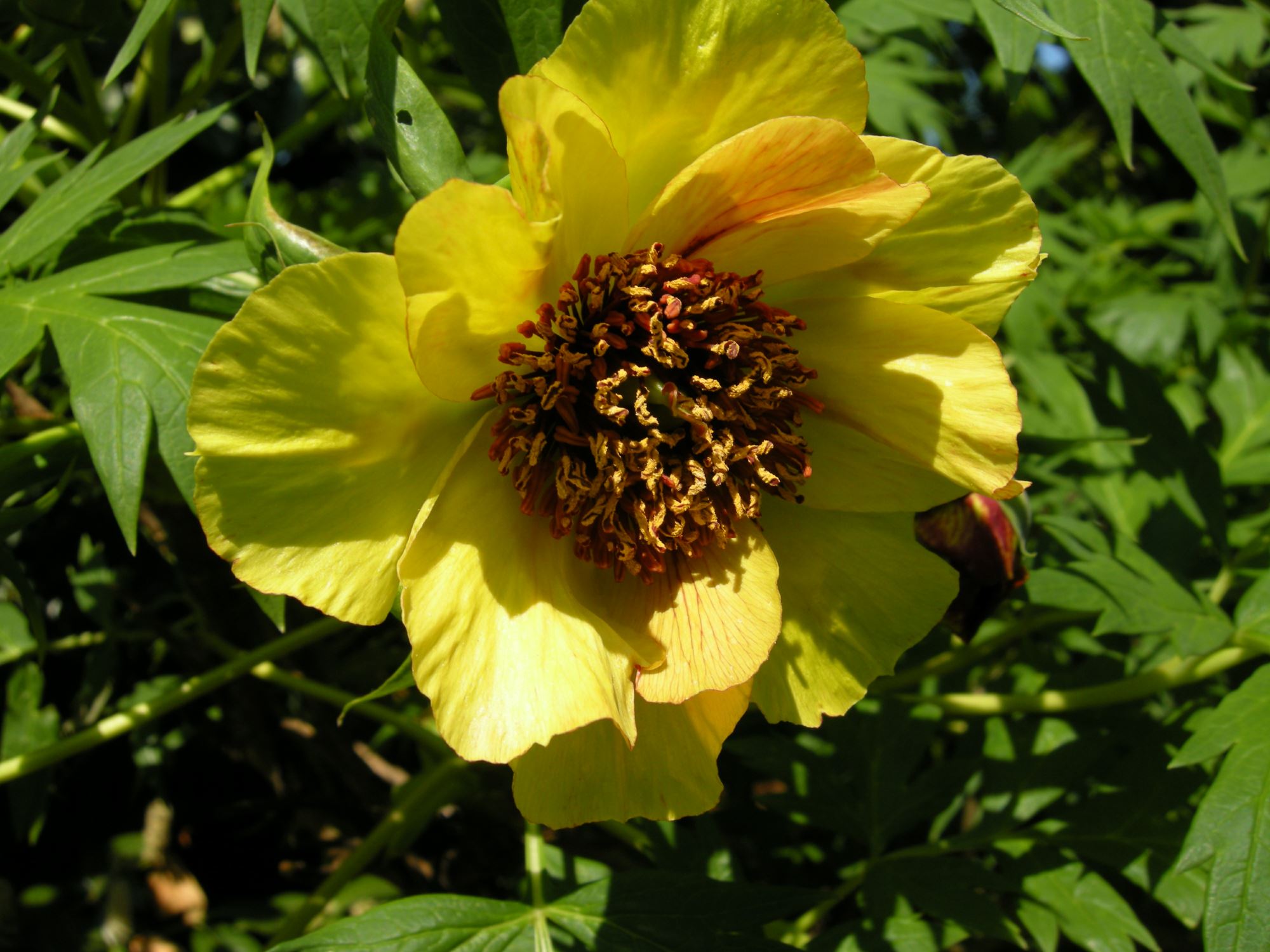 Image of Paeonia delavayi Ã— P. lutea