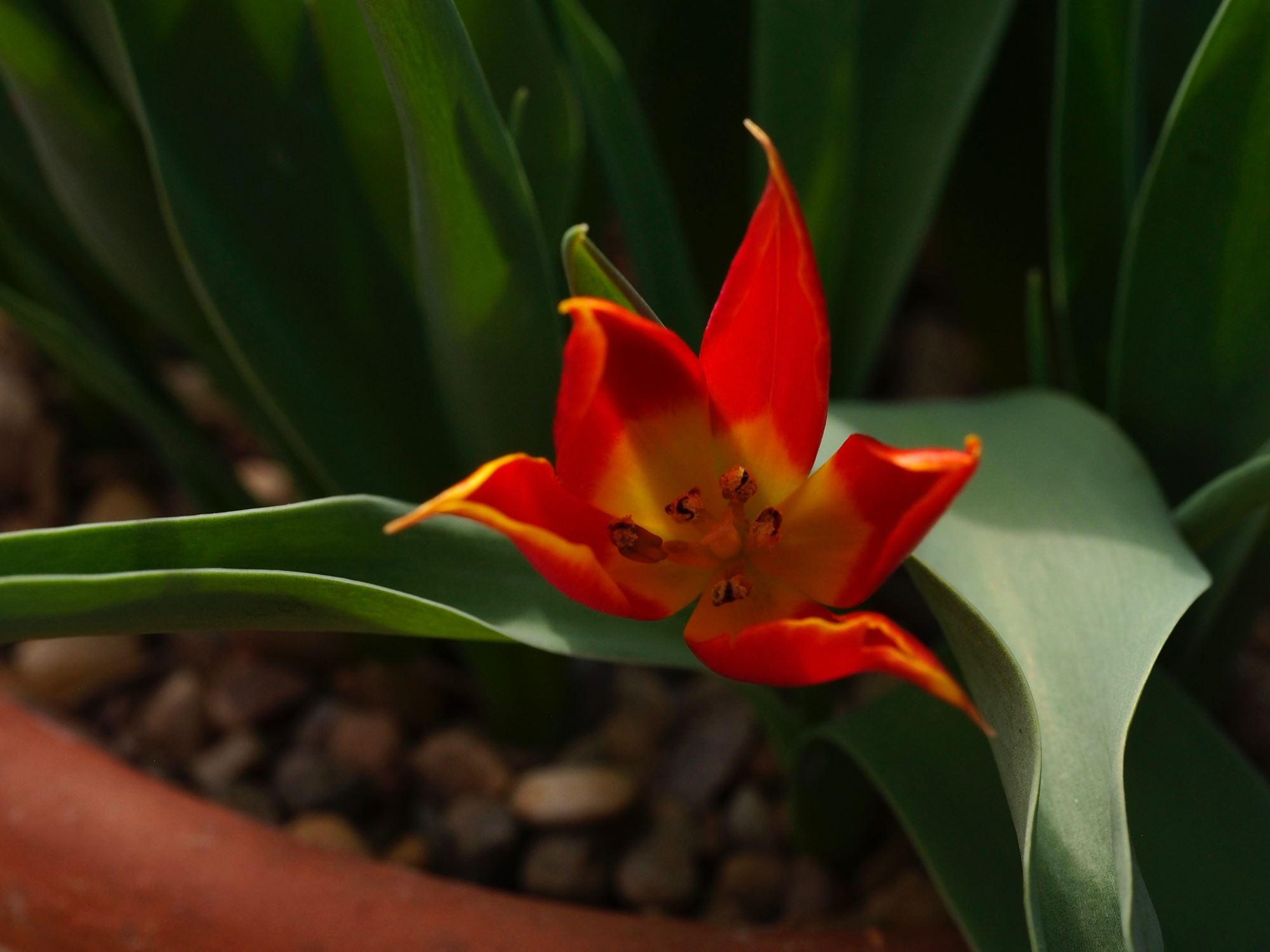 Image of Tulipa suaveolens