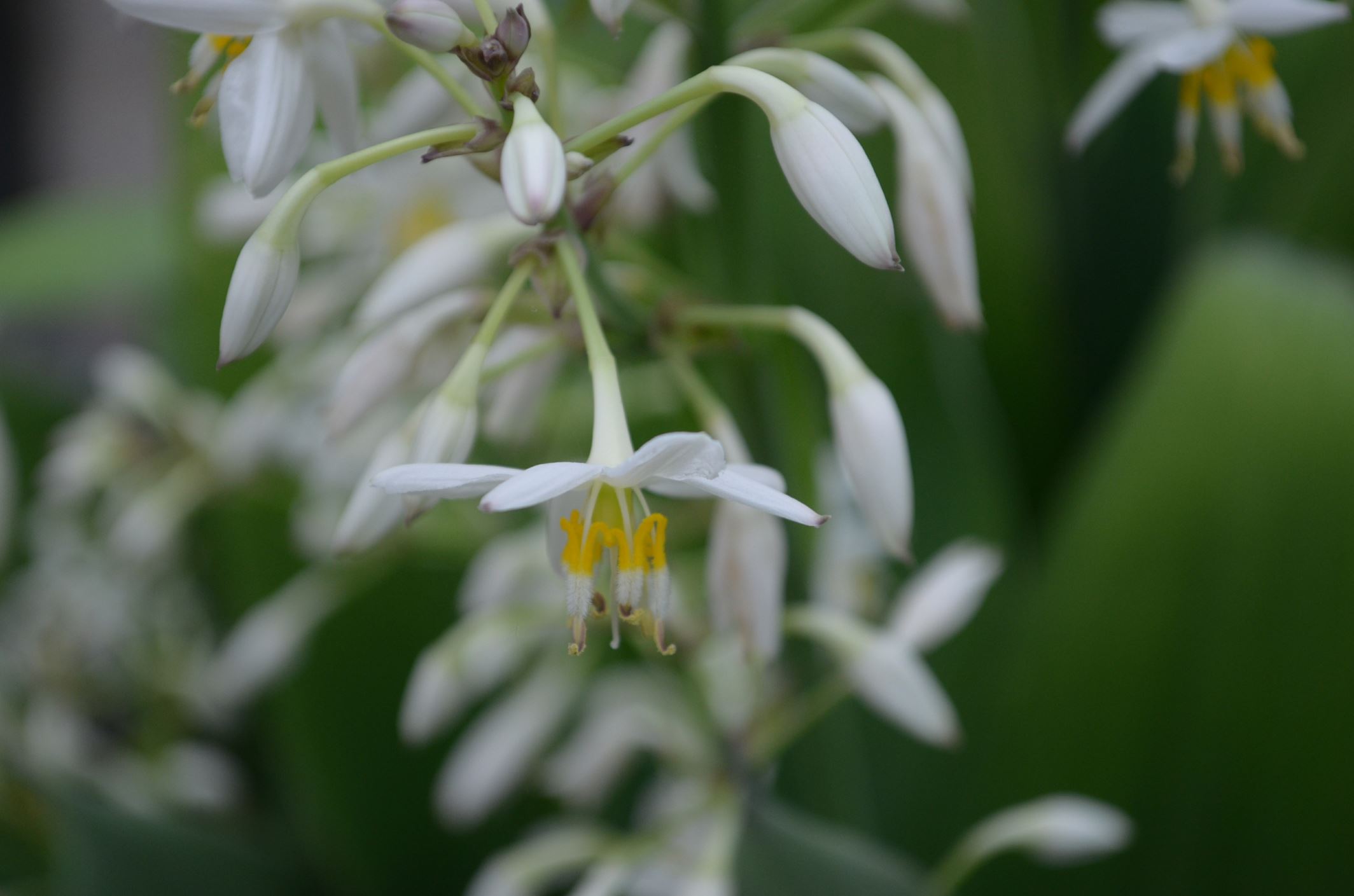 Image of Arthropodium cirrhatum