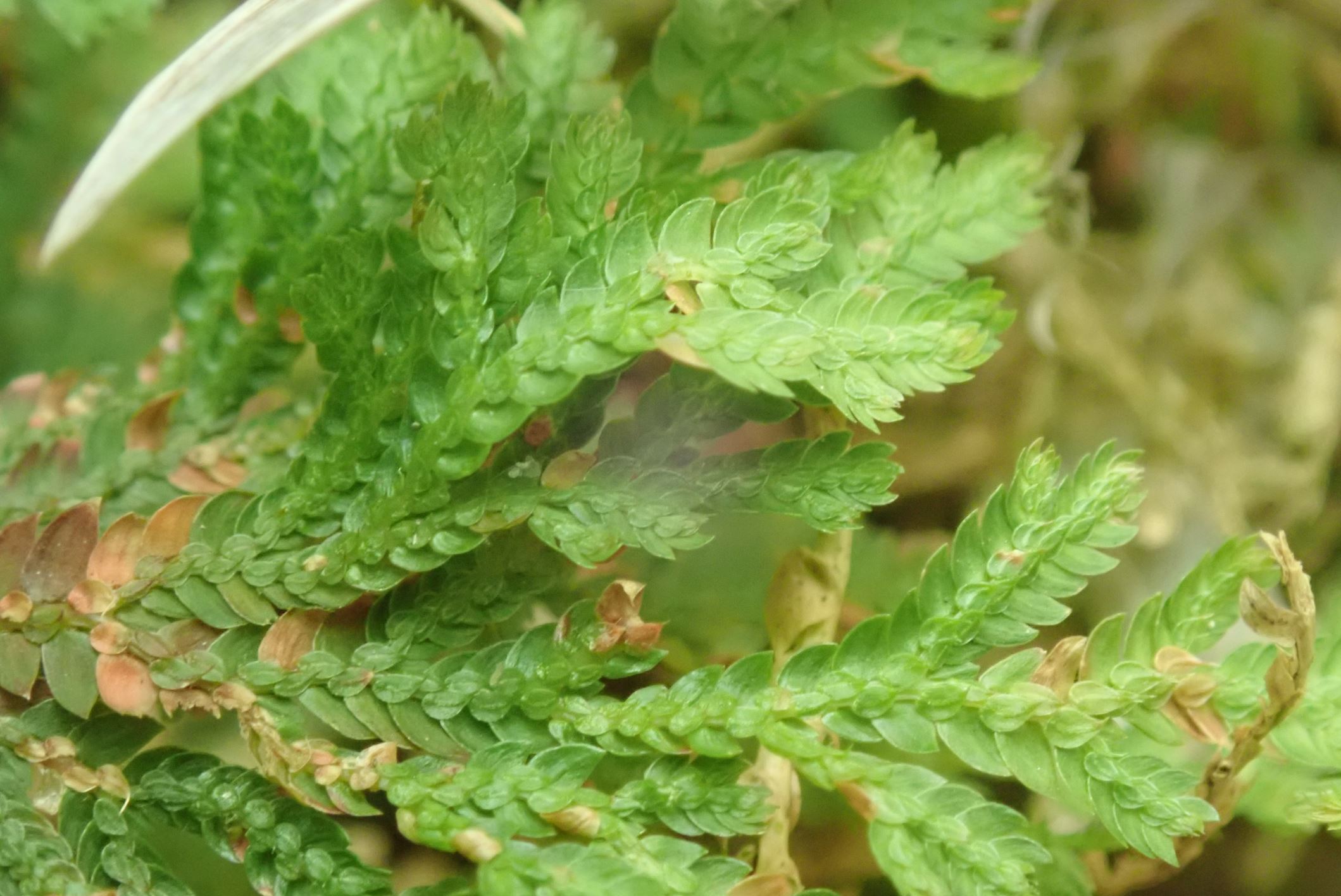 Image of Selaginella moellendorffii