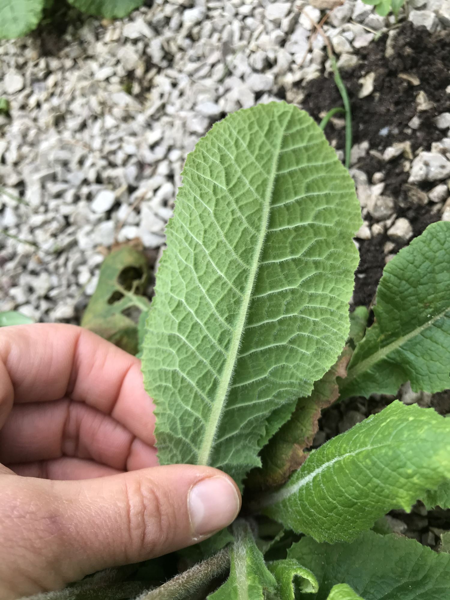 Image of Primula veris