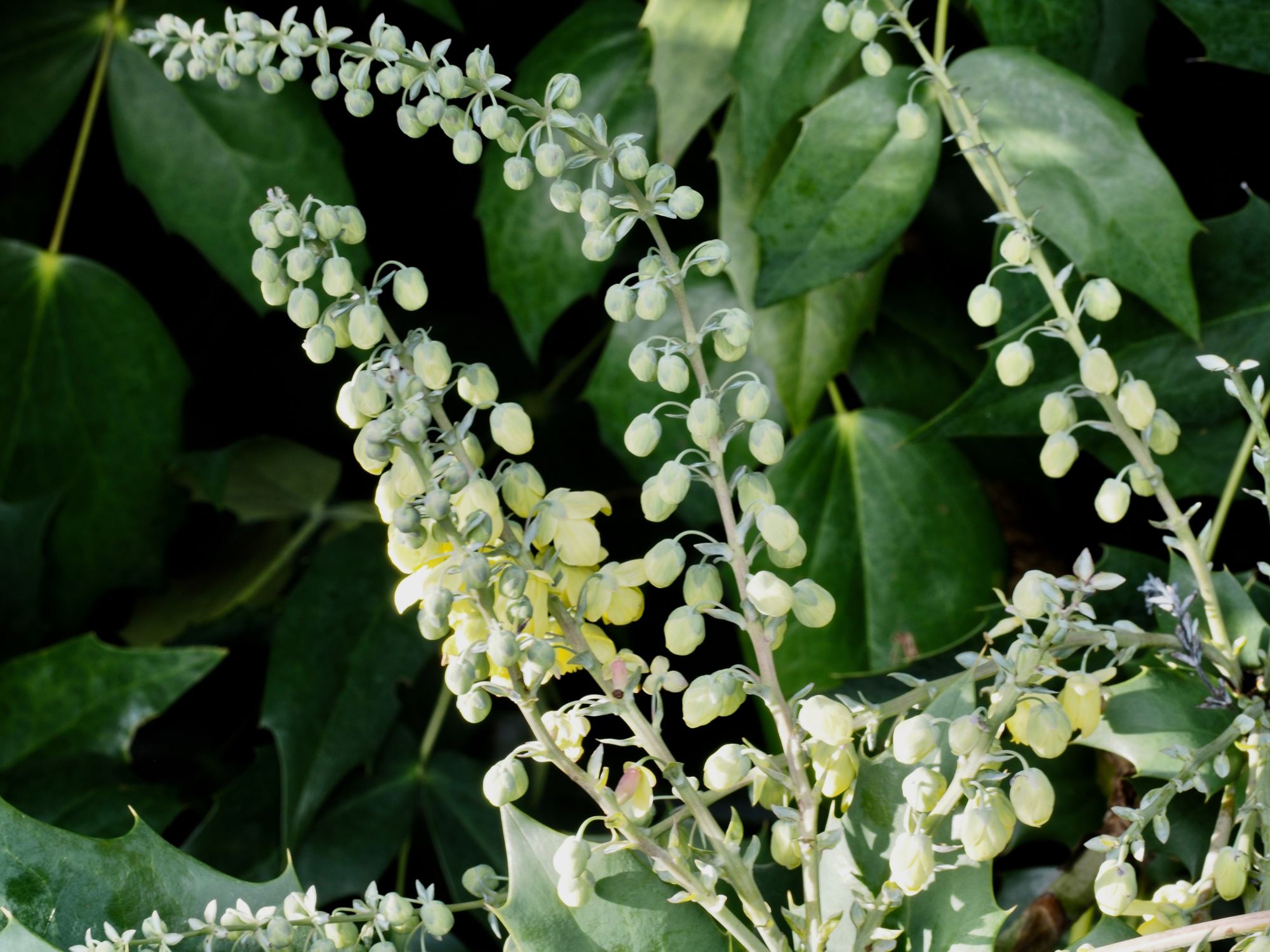 Image of Mahonia japonica 'Hiemalis'