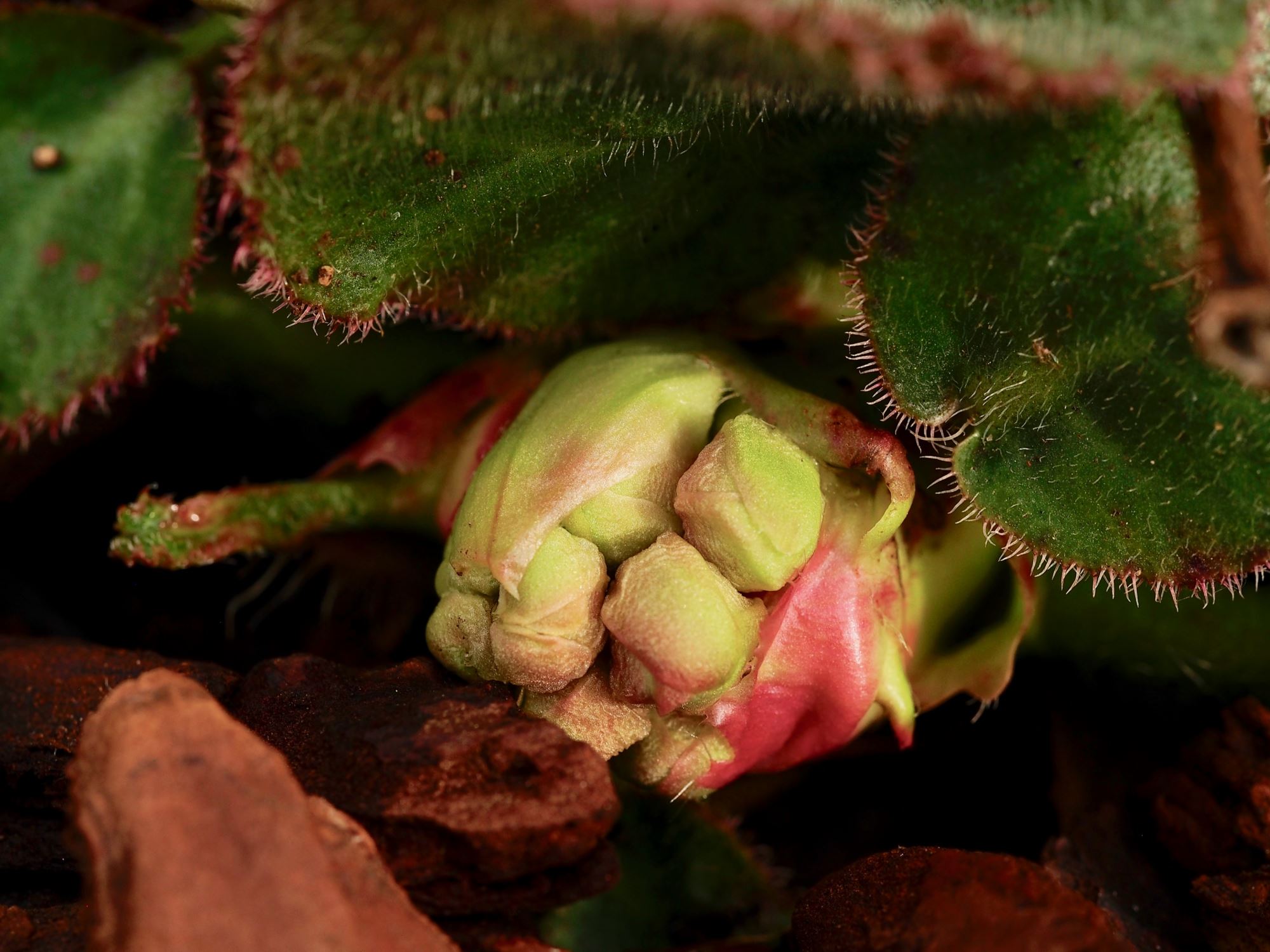 Image of Bergenia ciliata f. ciliata