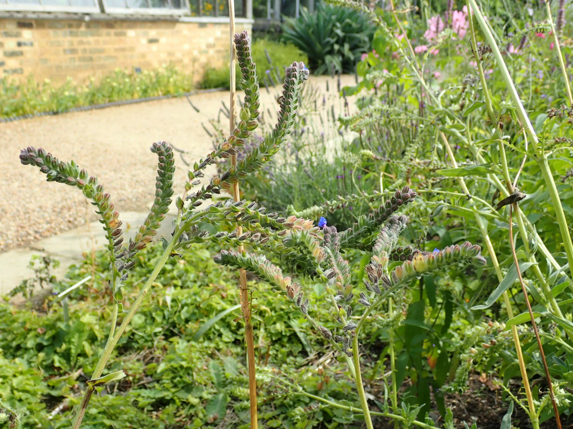 Image of Anchusa officinalis