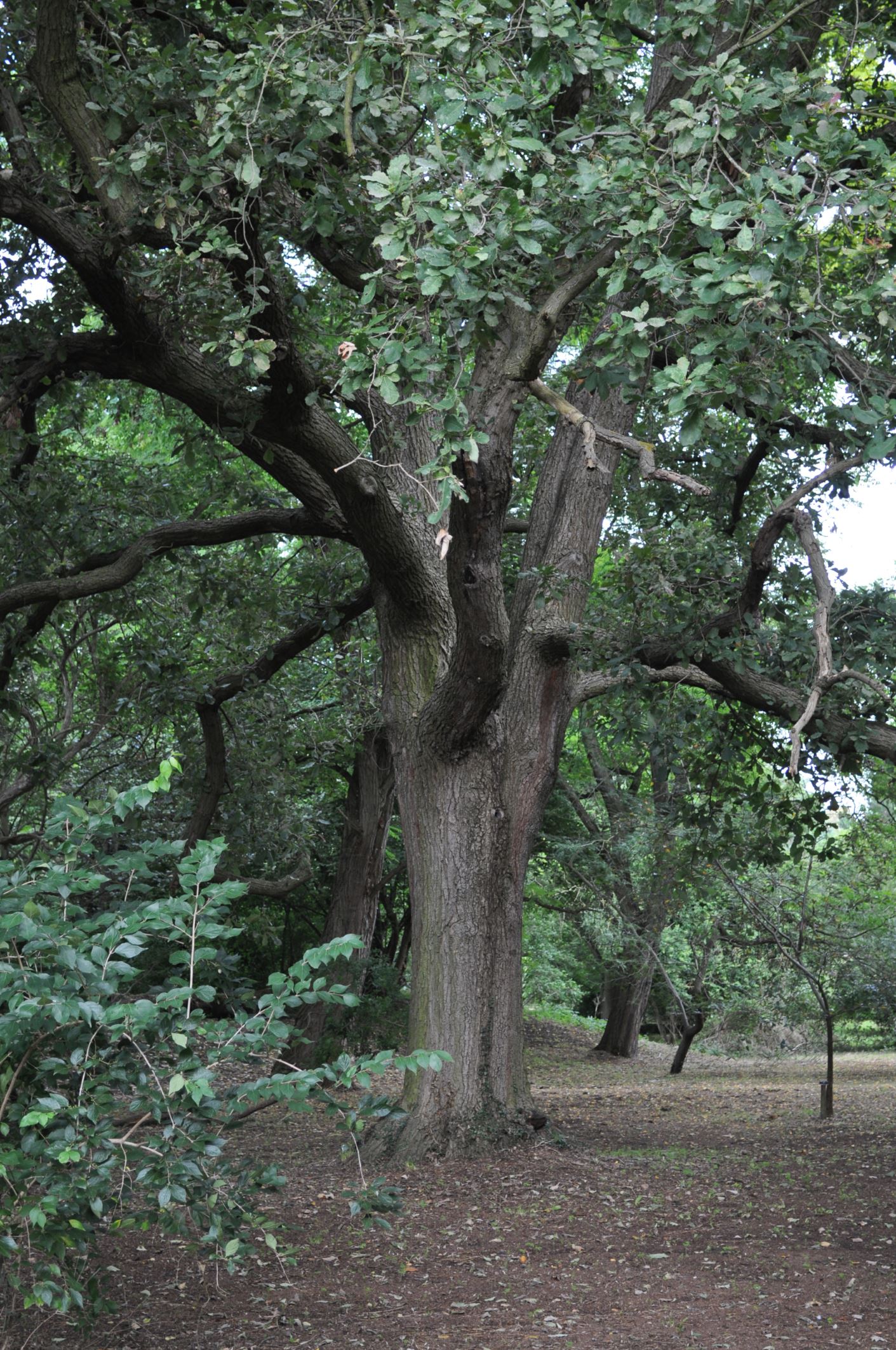 Image of Quercus Ã— warburgii