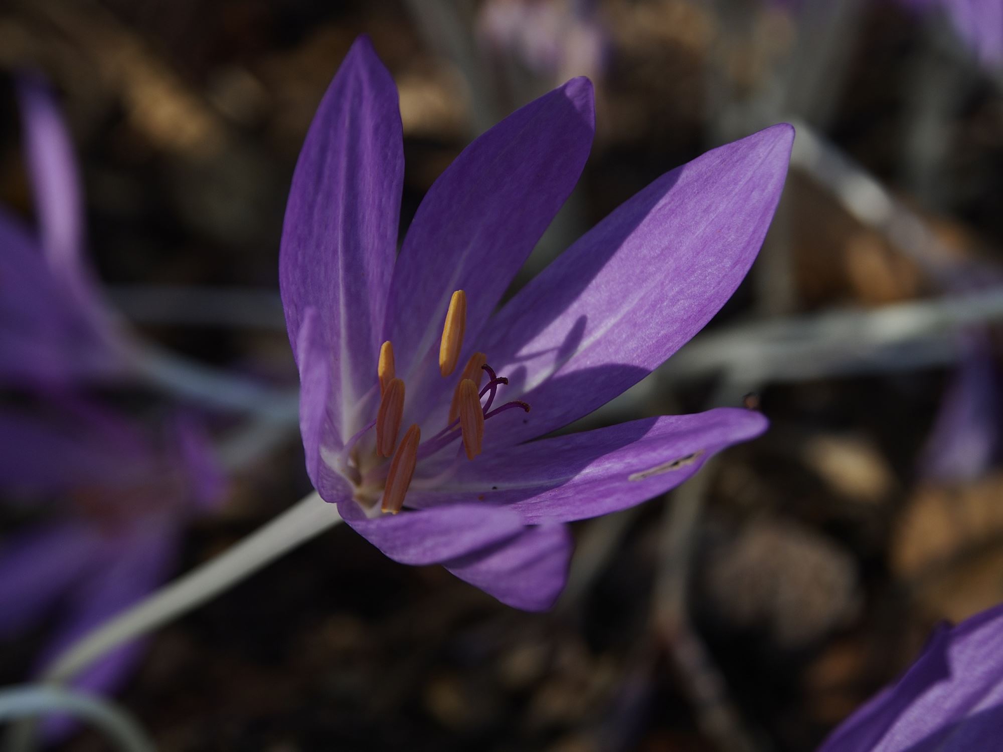 Image of Colchicum Ã— byzantinum