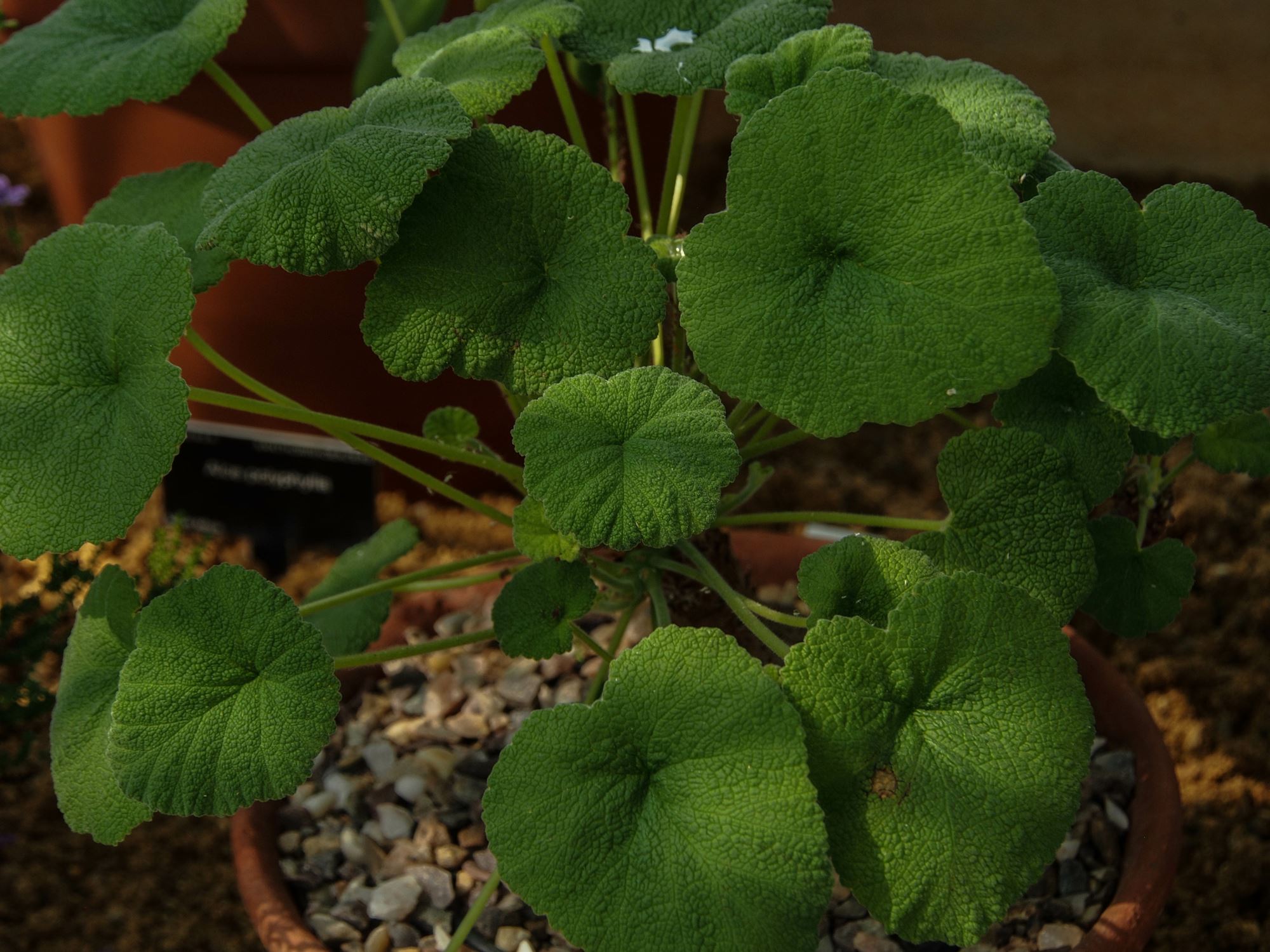 Image of Pelargonium cotyledonis 'Ventnor'