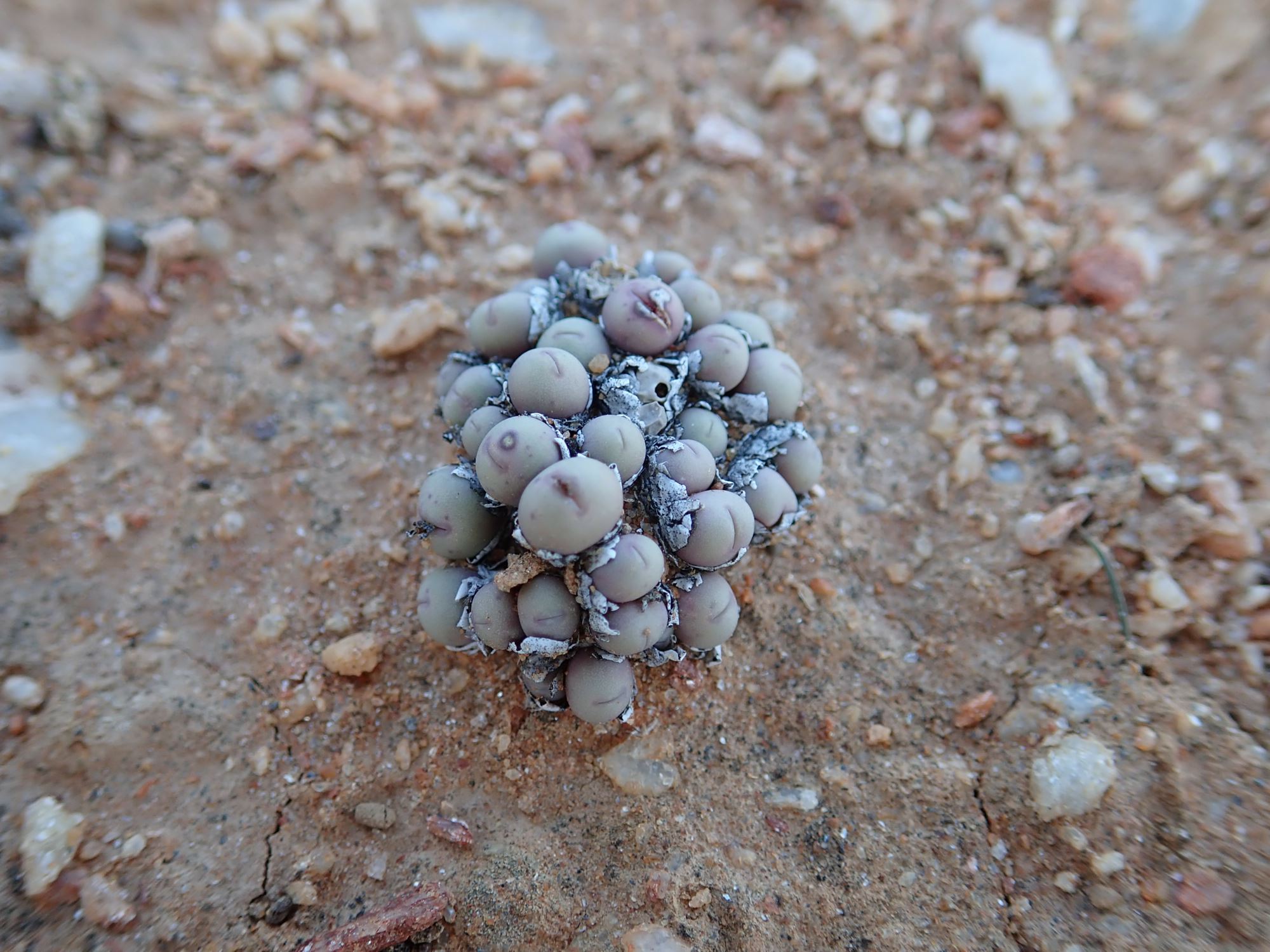 Image of Conophytum obscurum