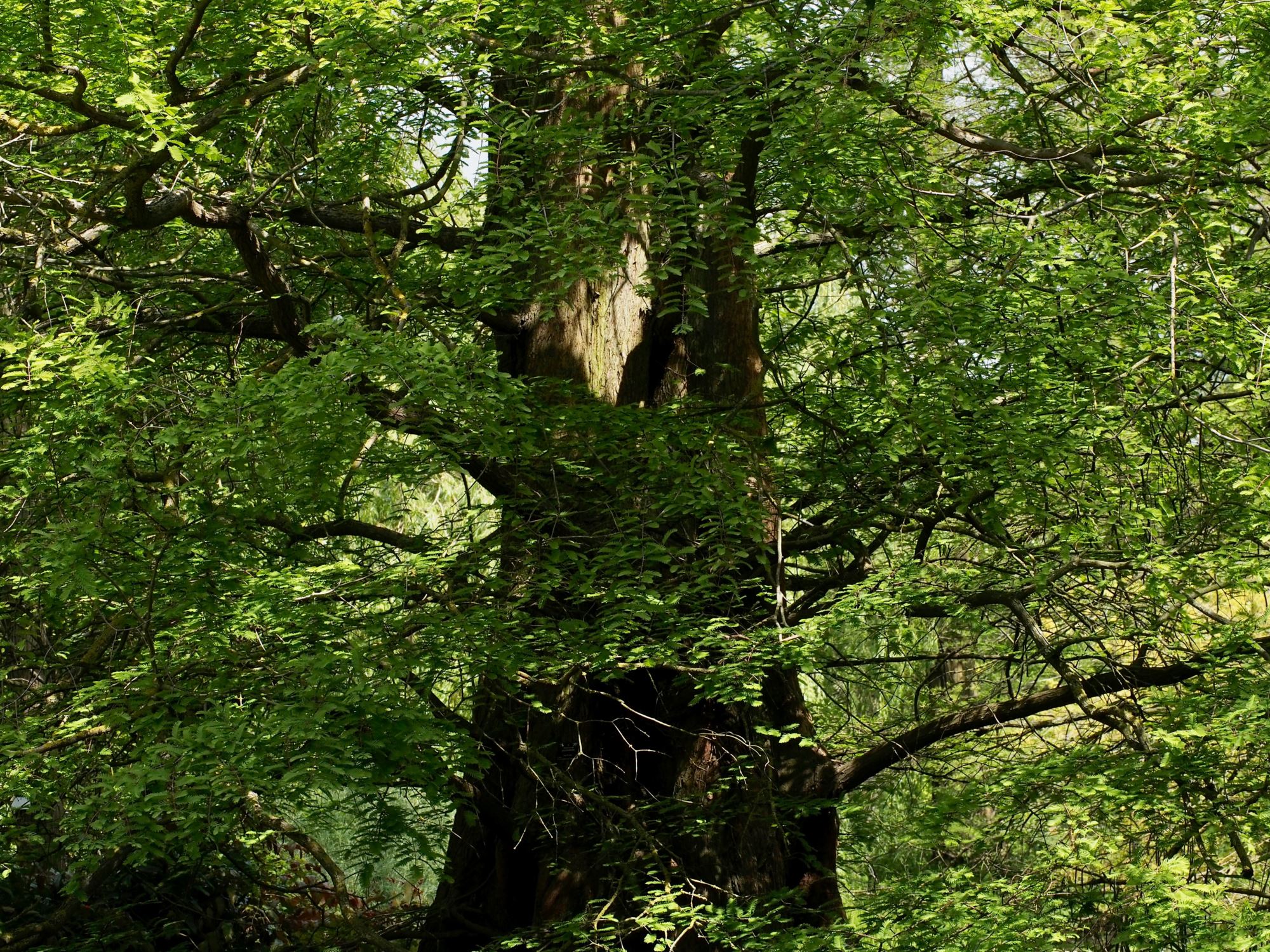 Image of Metasequoia glyptostroboides
