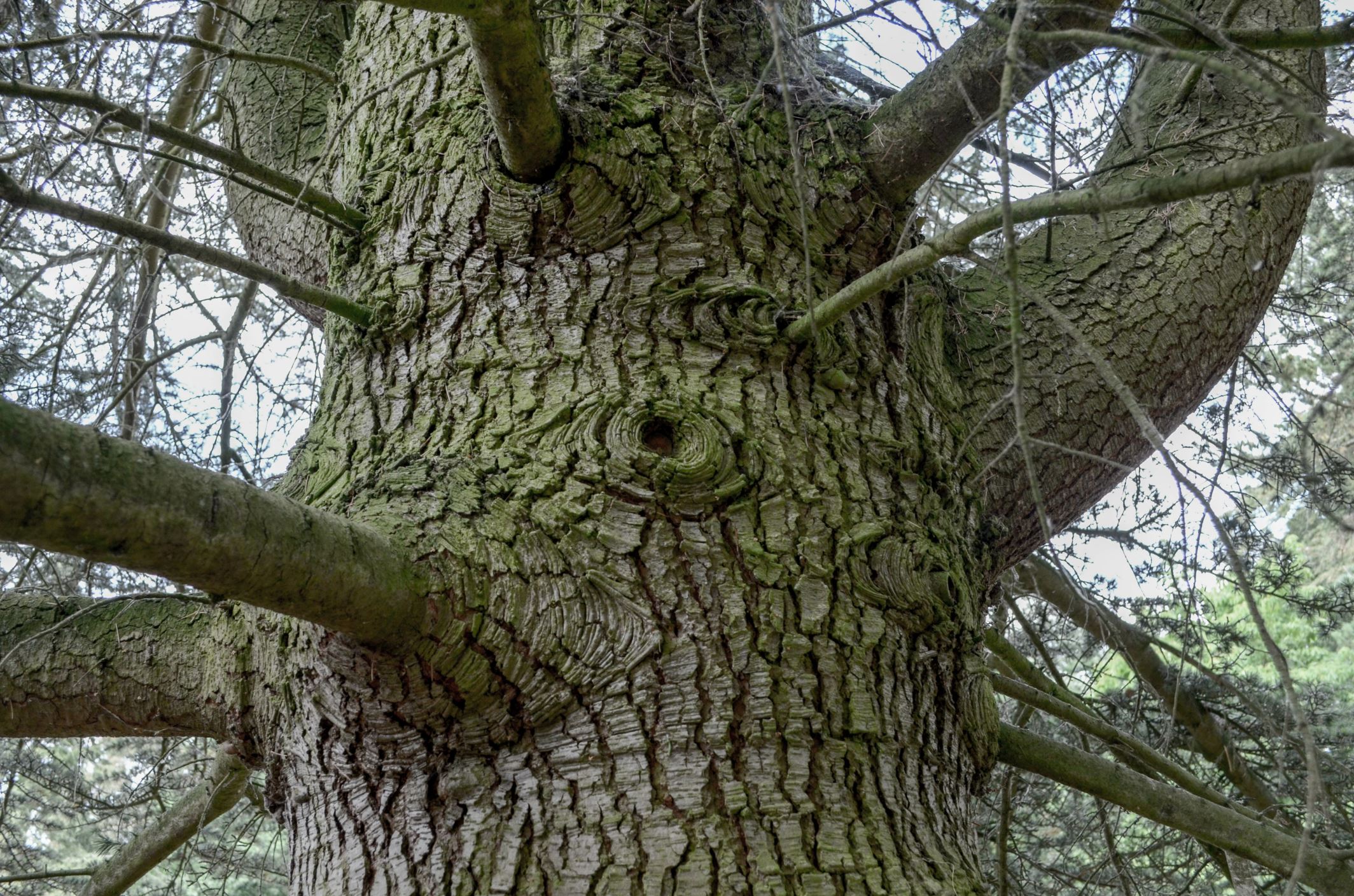 Image of Cedrus libani