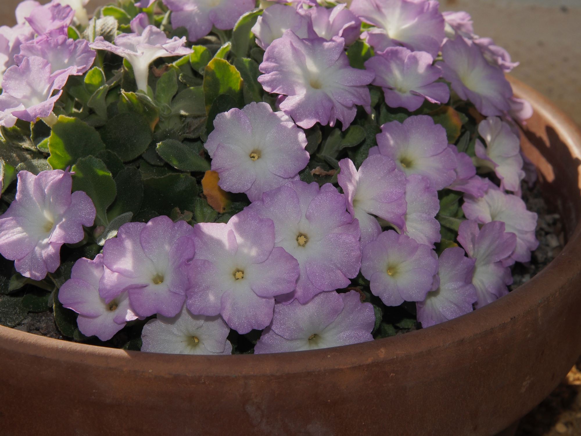 Image of Primula allionii 'Claude Flight'