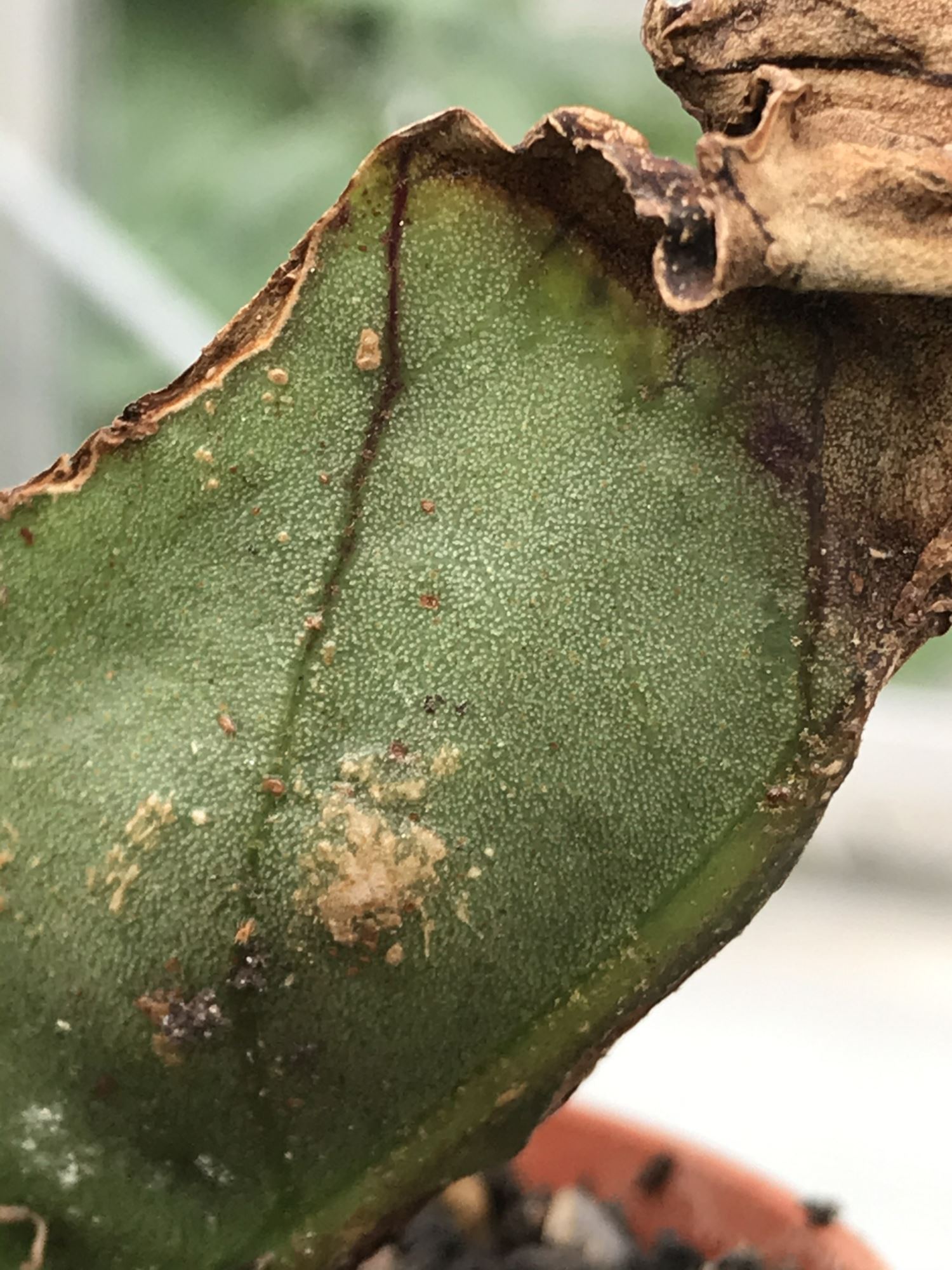 Image of Begonia longipetiolata