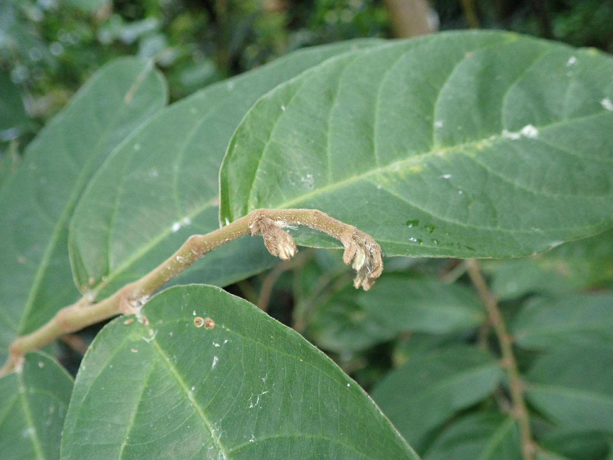 Image of Aristolochia arborea