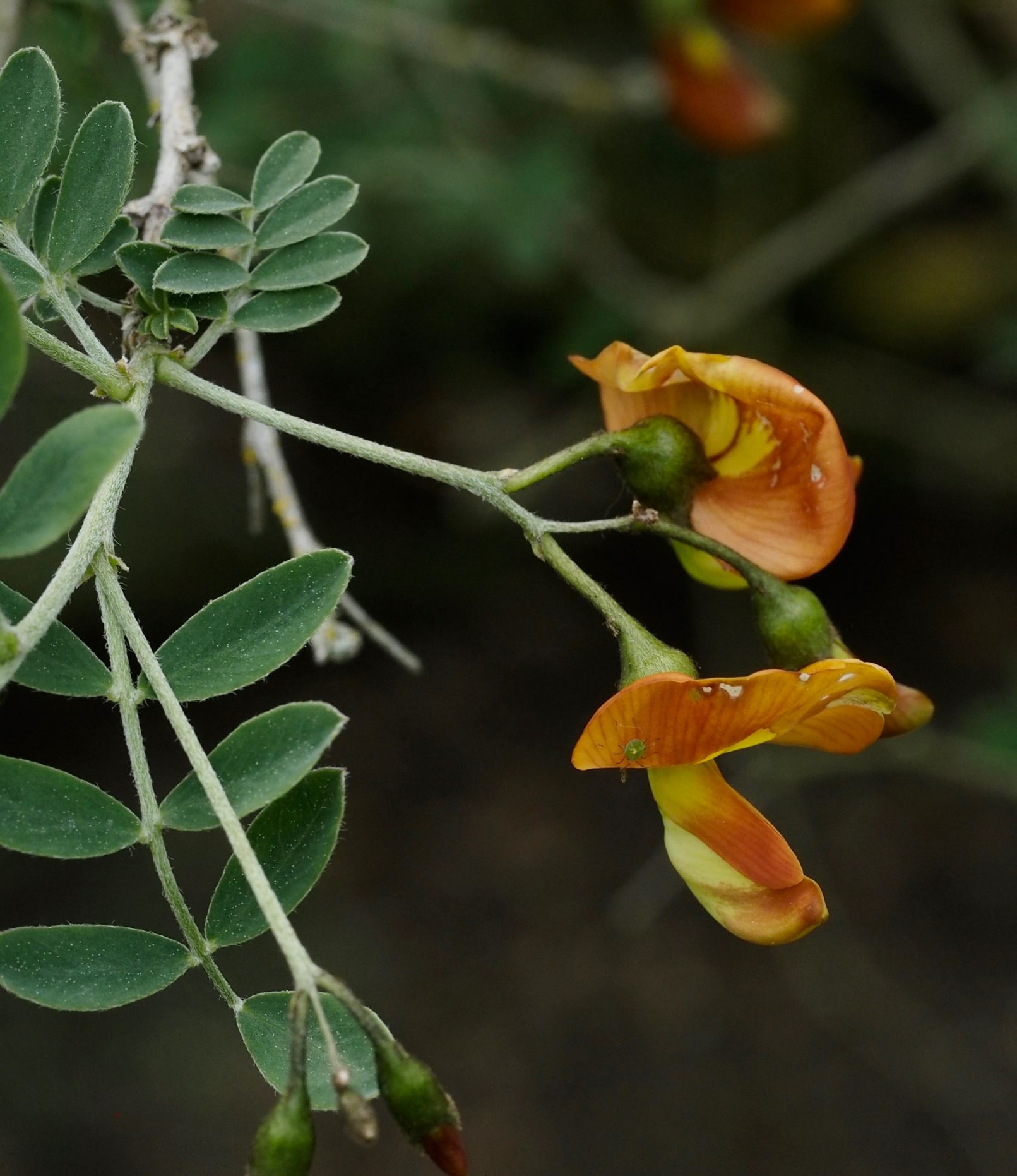 Image of Colutea persica