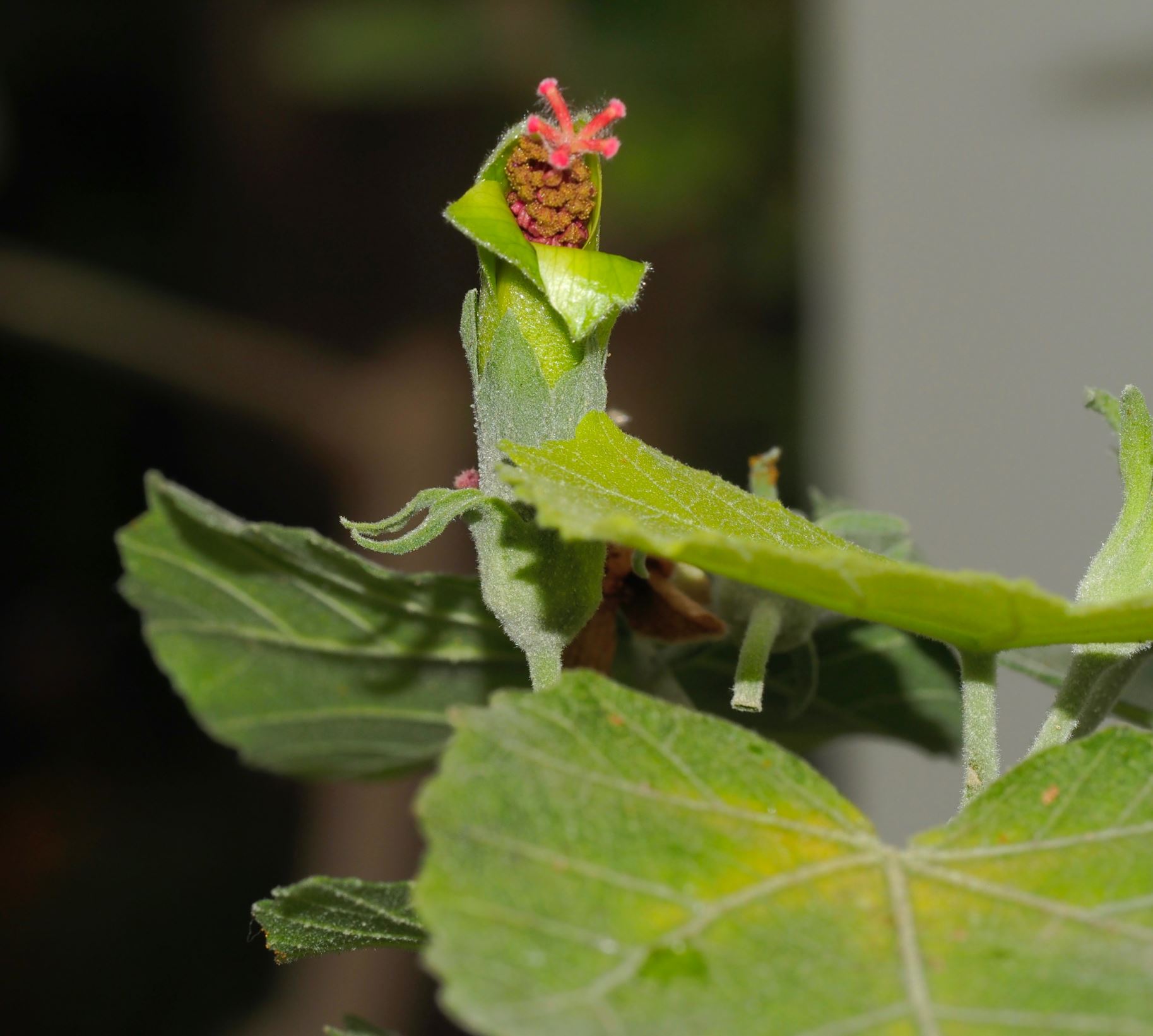 Image of Hibiscadelphus distans