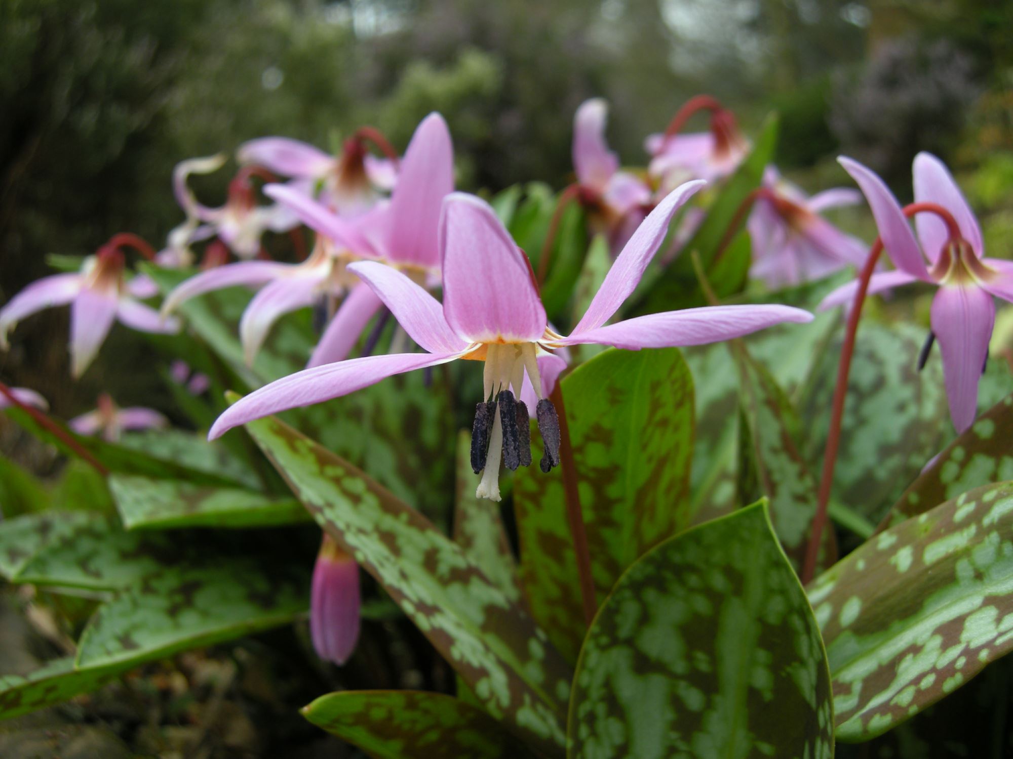 Image of Erythronium dens-canis