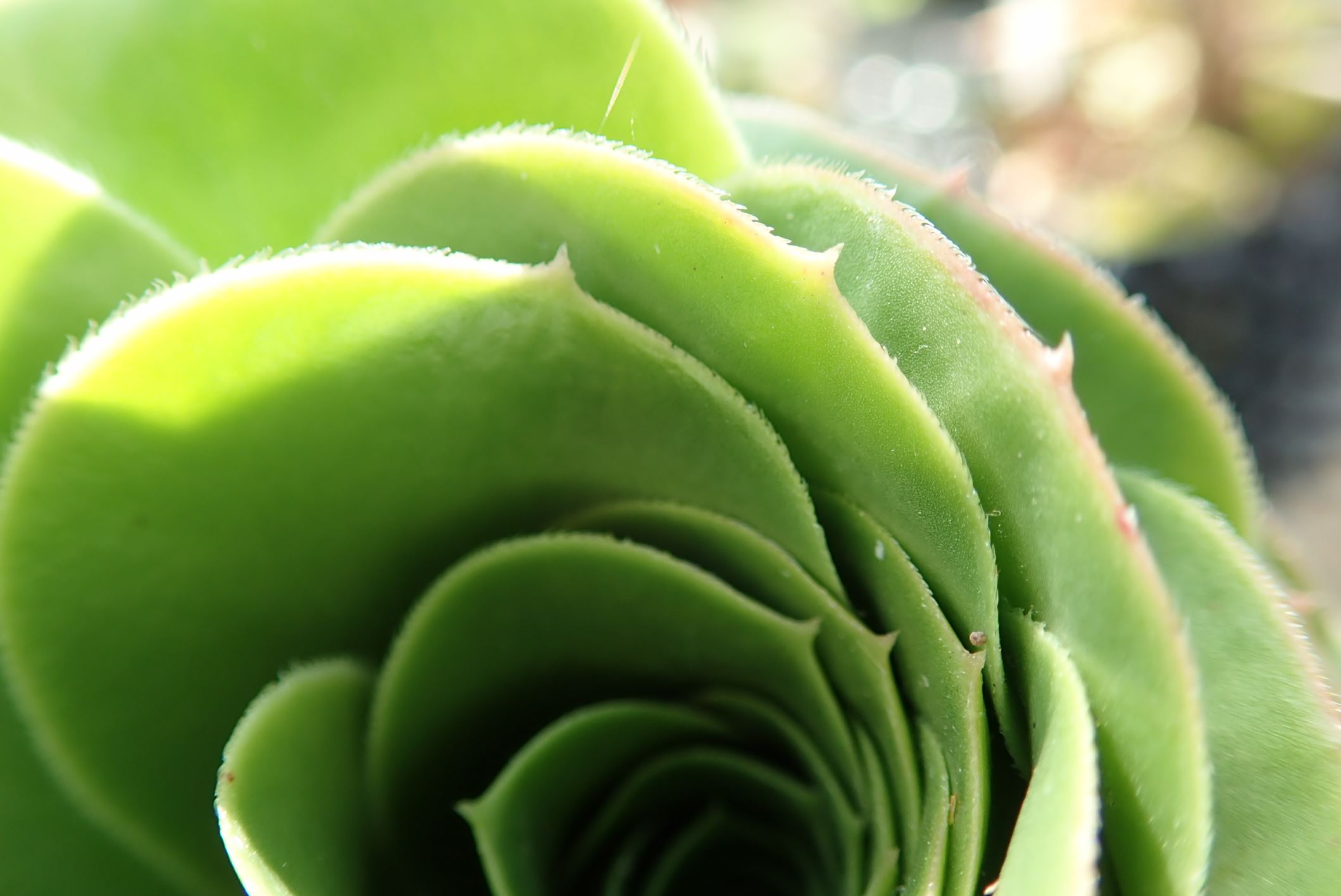 Image of Aeonium arboreum var. arboreum