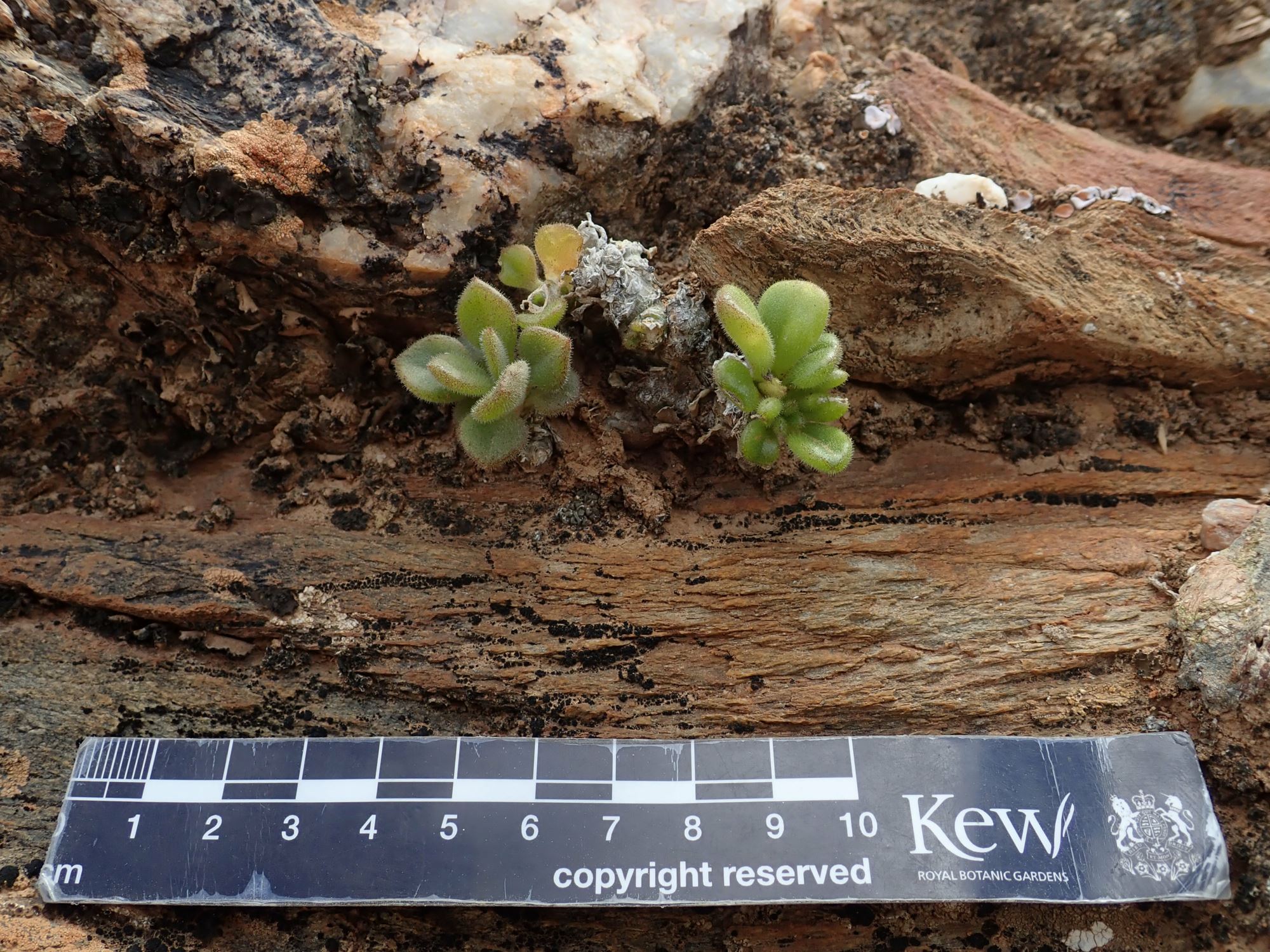 Image of Tylecodon racemosus