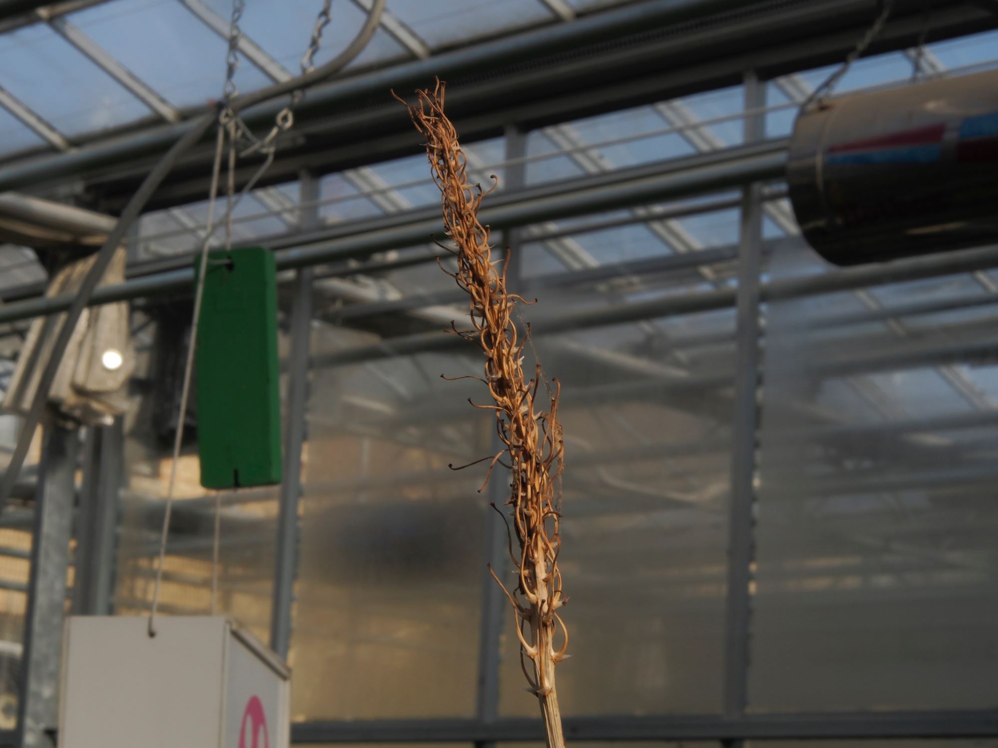 Image of Aloe kedongensis