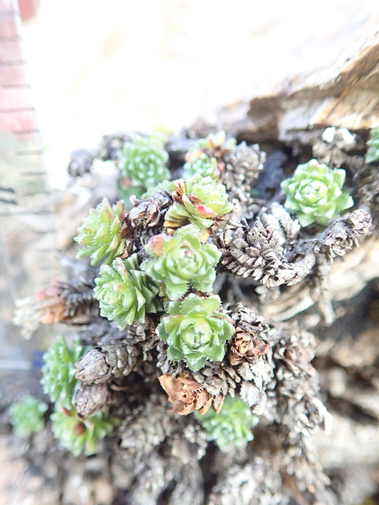 Image of Saxifraga oppositifolia subsp. paradoxa