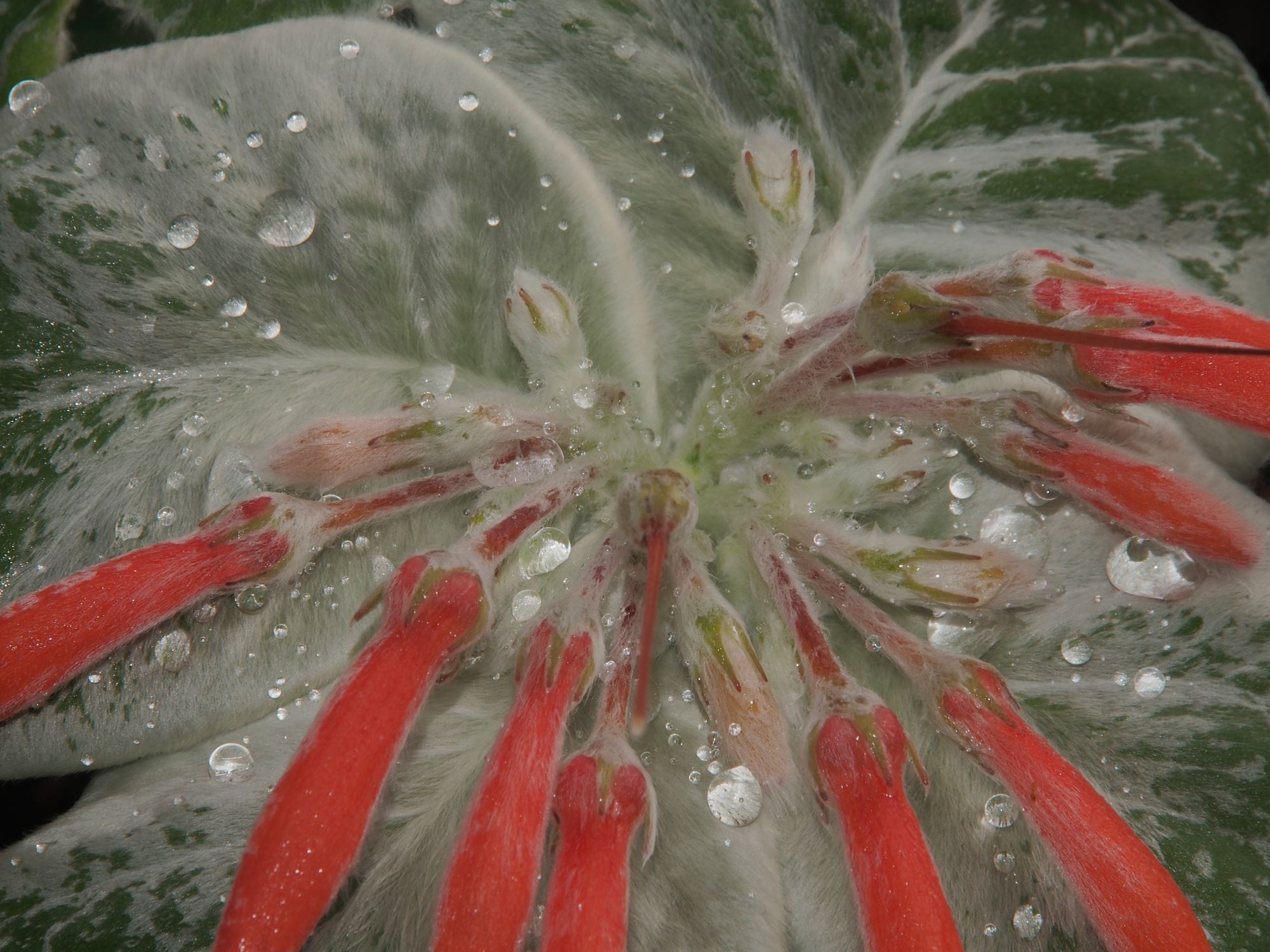 Image of Sinningia leucotricha