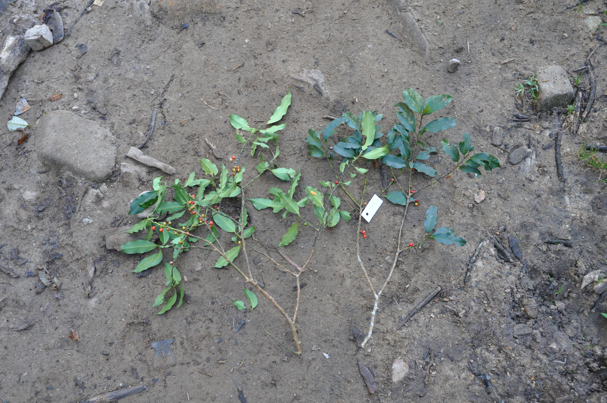 Image of Ilex cinerea