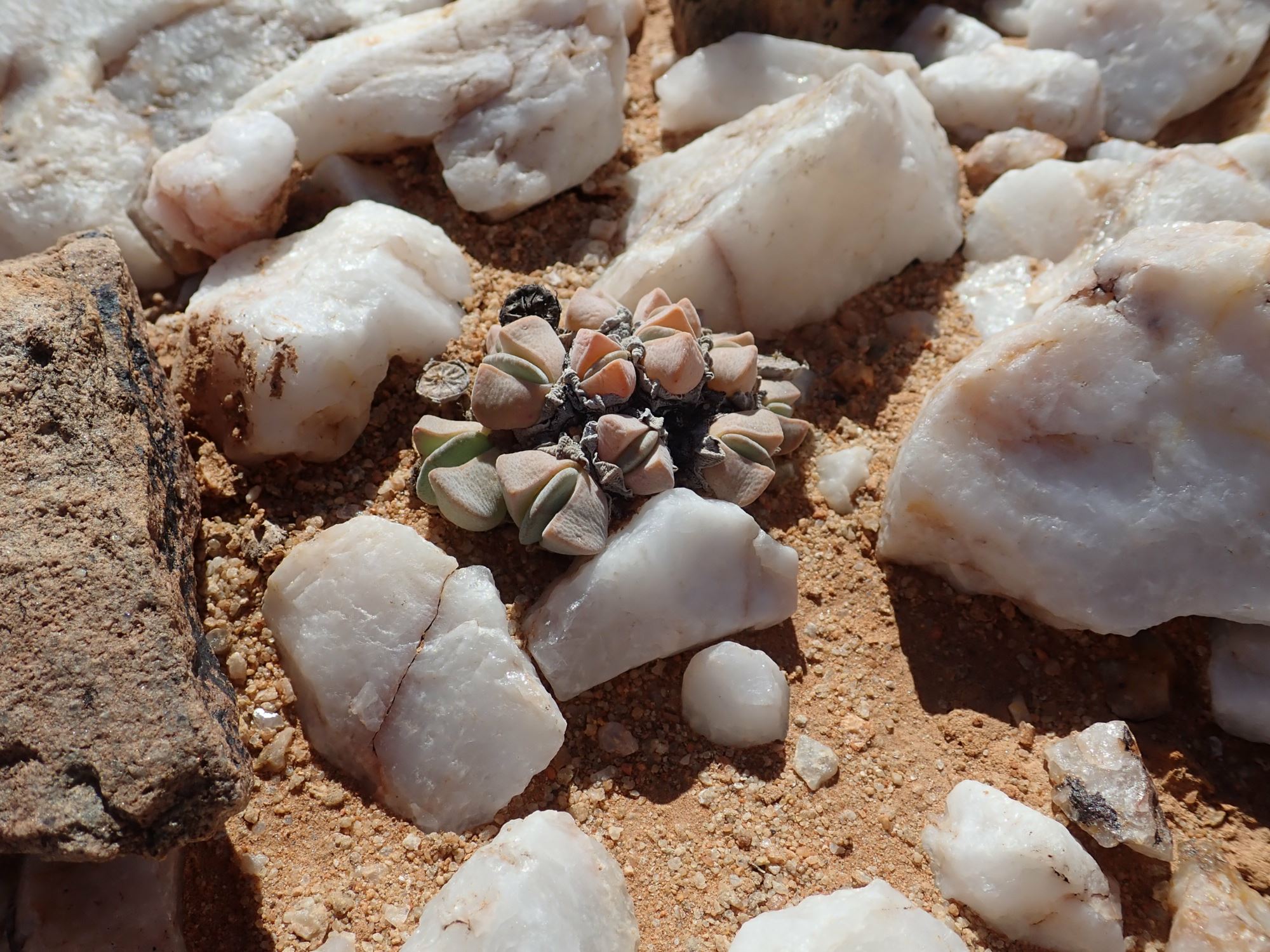 Image of Cheiridopsis herrei