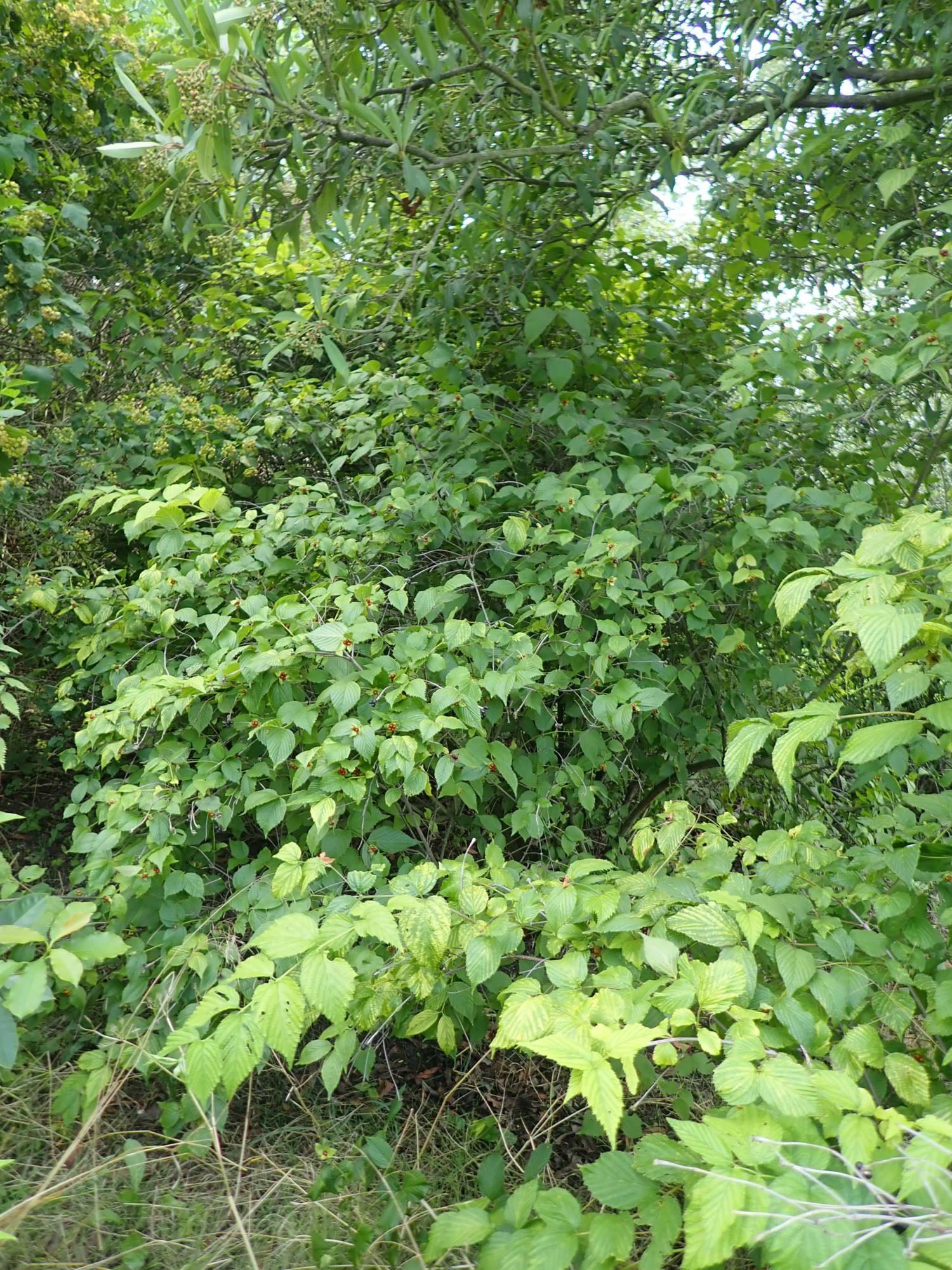 Image of Rhodotypos scandens