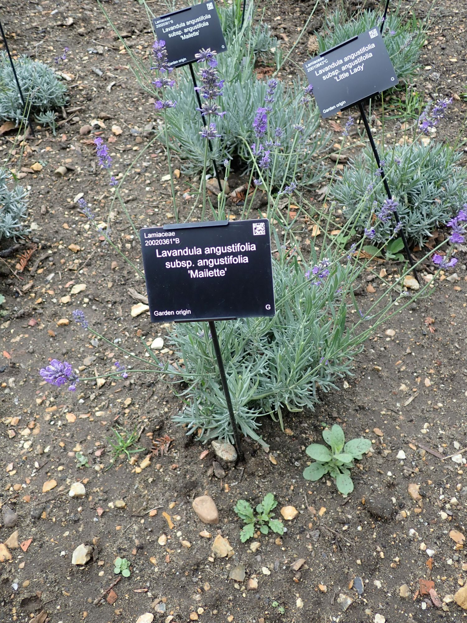 Image of Lavandula angustifolia subsp. angustifolia 'Mailette'