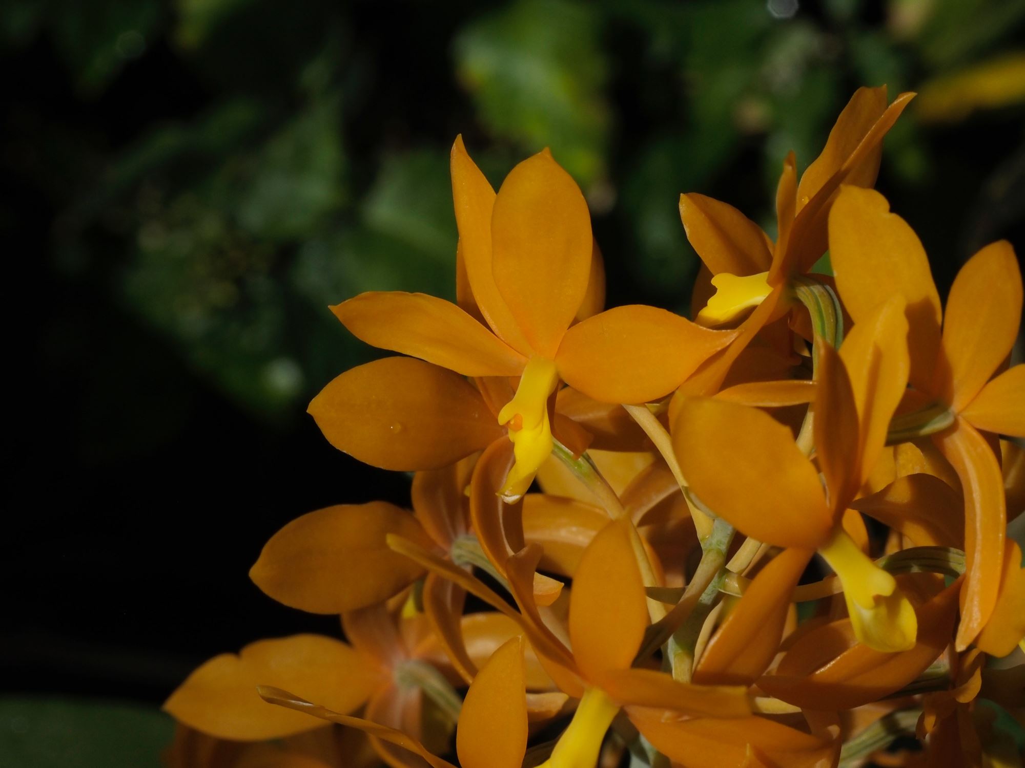Image of Epidendrum vitellinum [Hybrid]