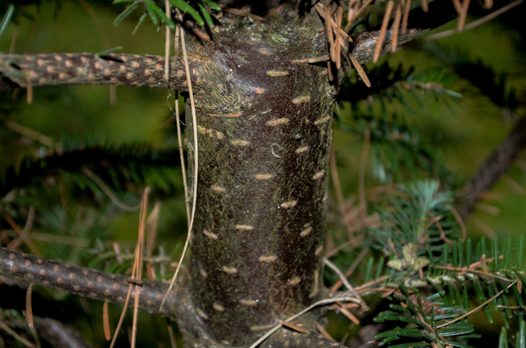 Image of Abies Ã— phanerolepis
