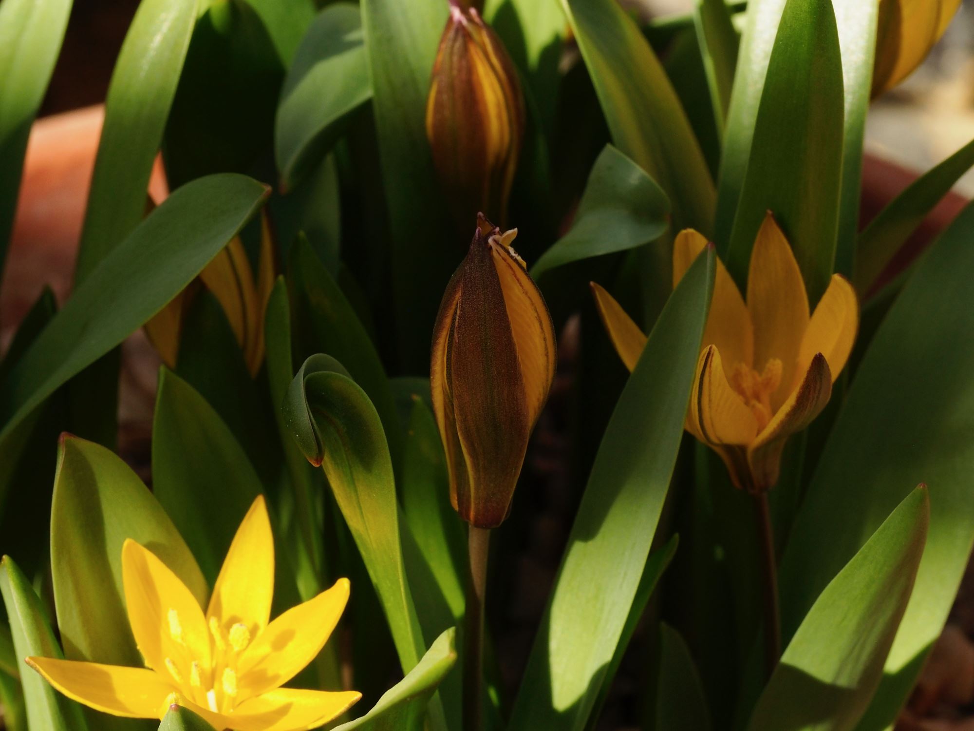 Image of Tulipa dasystemon